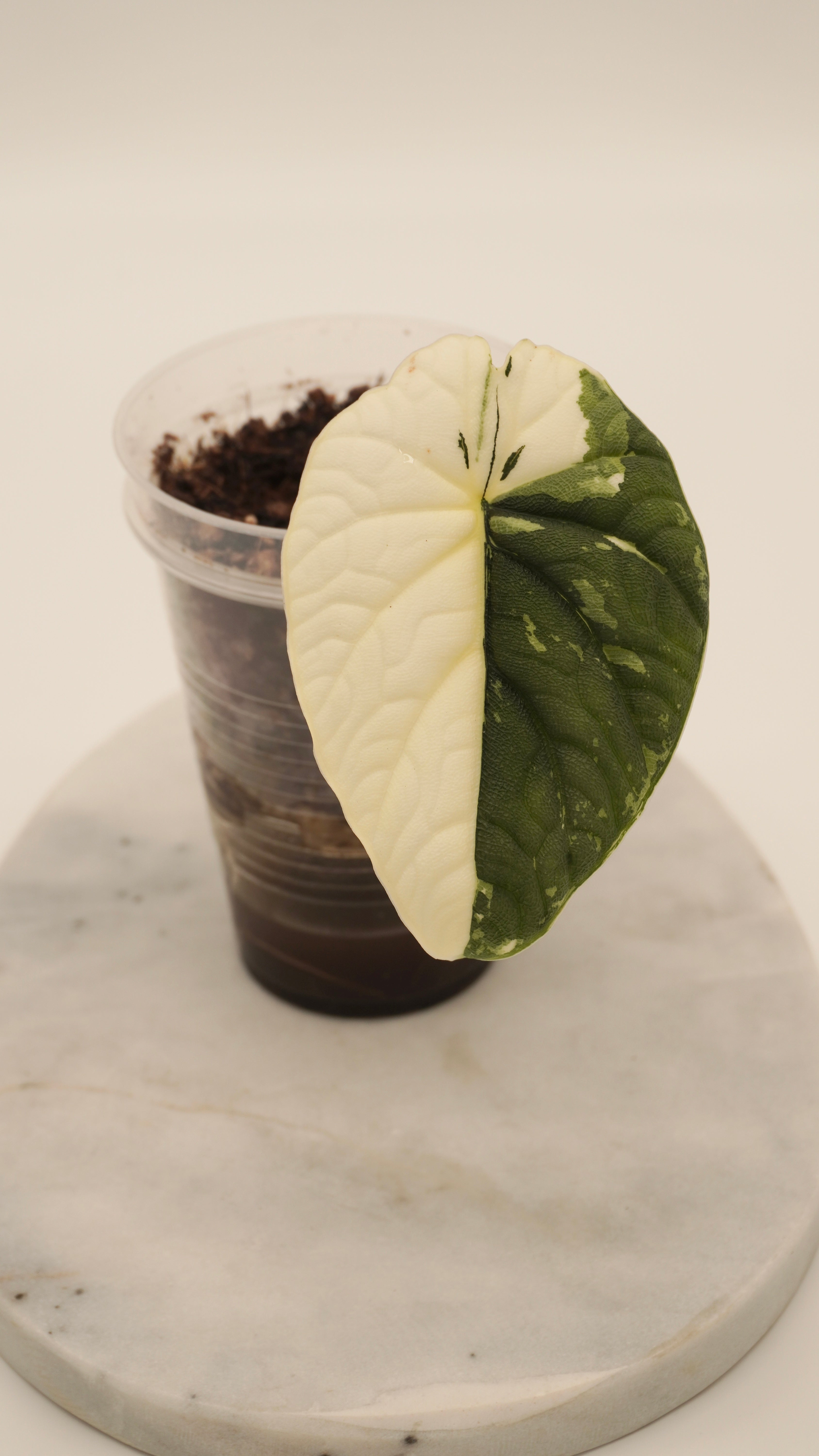 Alocasia Melo Albo – Rareplantninja