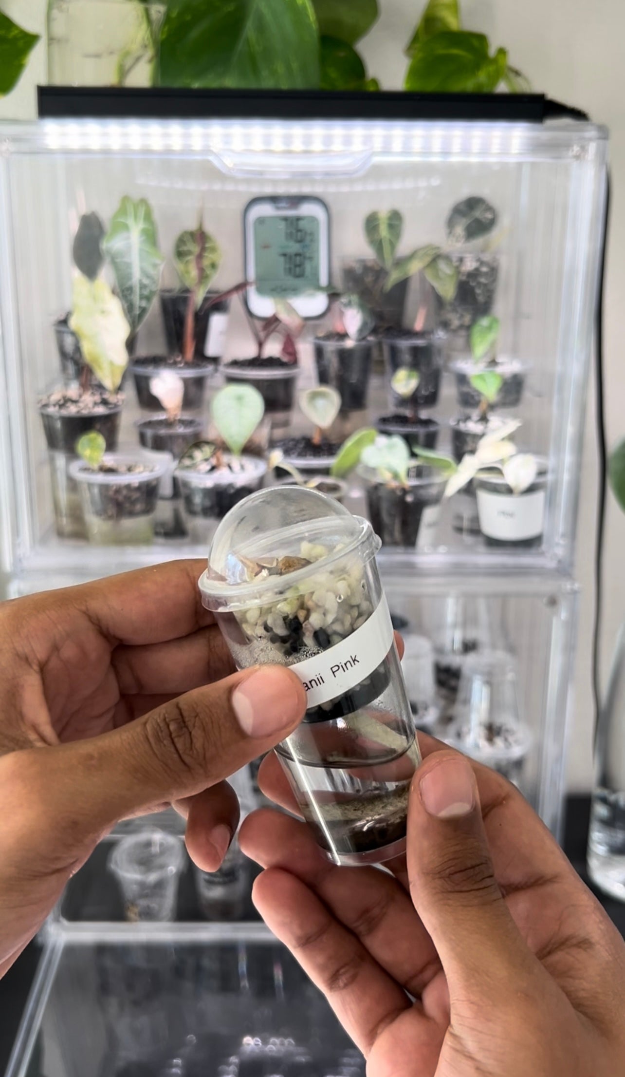 RarePlantNinja – Rareplantninja