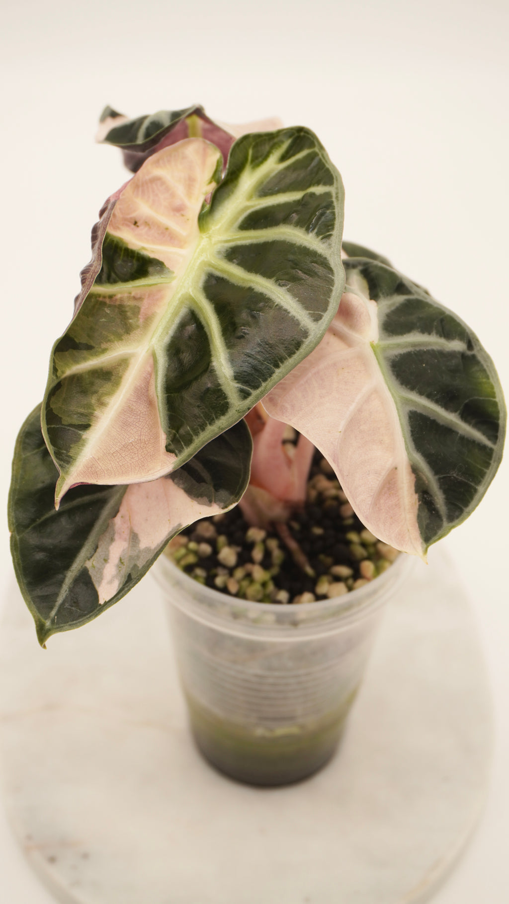 Alocasia Pink Balloon Heart CORM