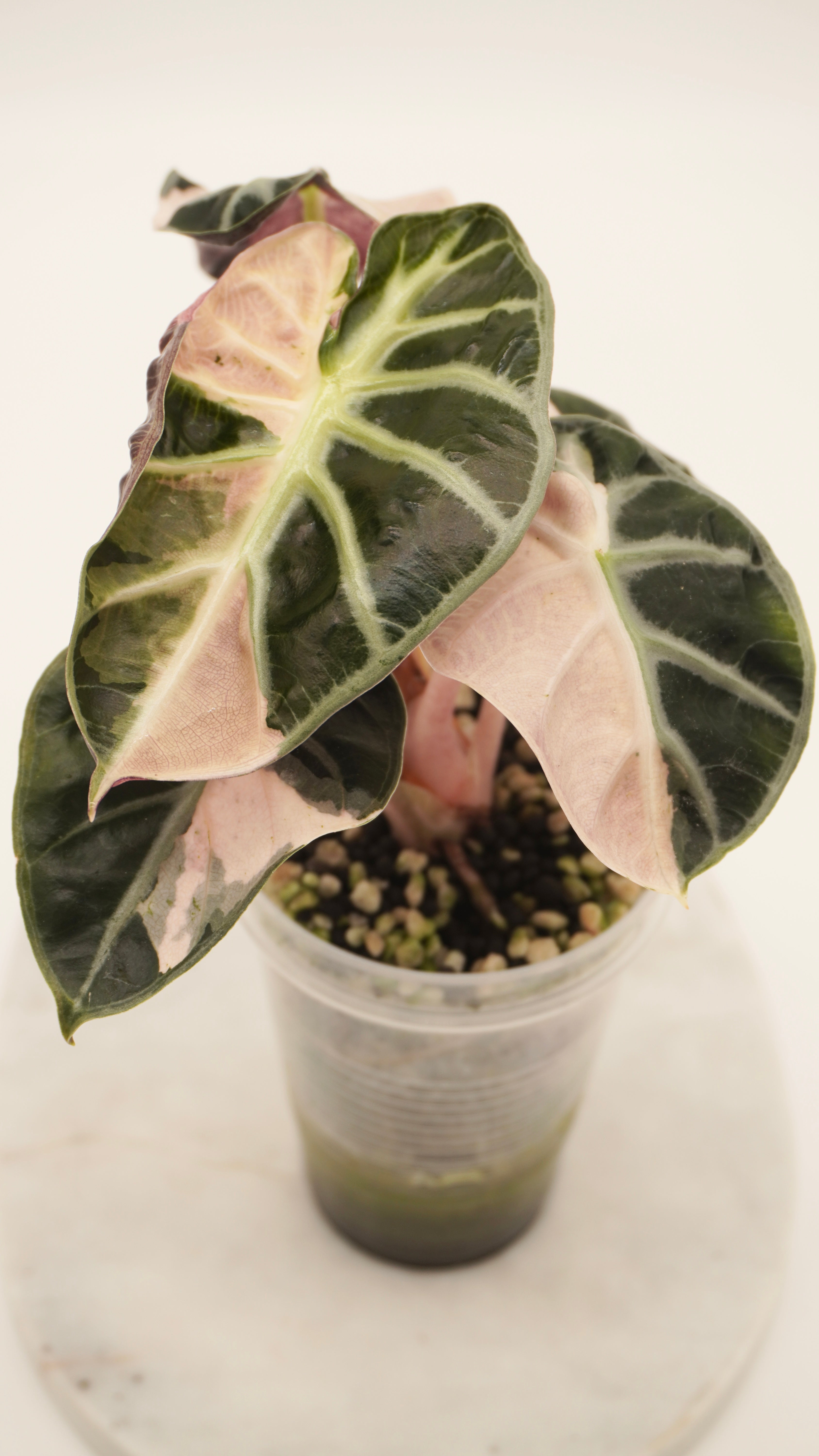 Alocasia Pink Balloon Heart CORM