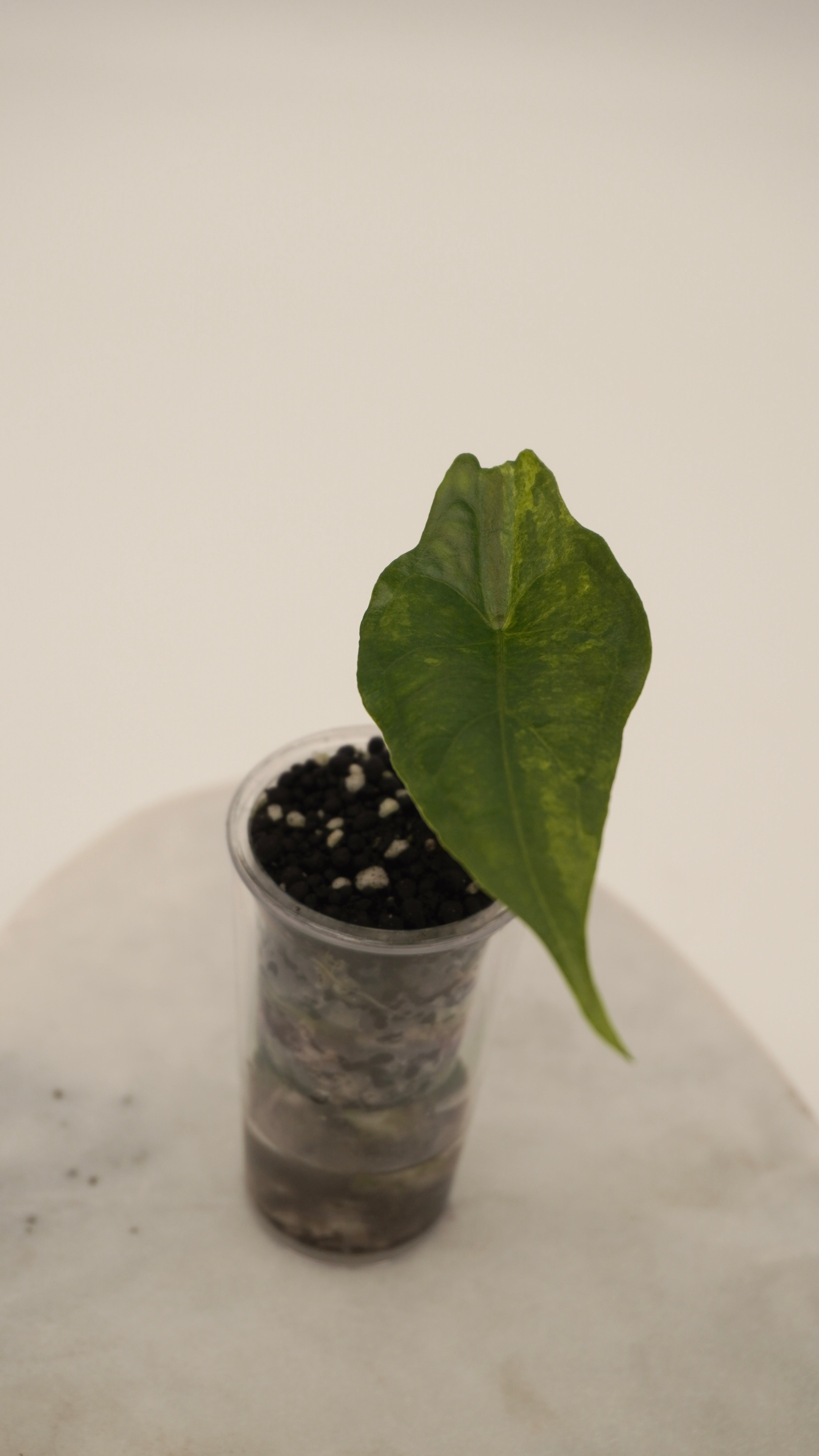 Alocasia Dragons Breath Aurea