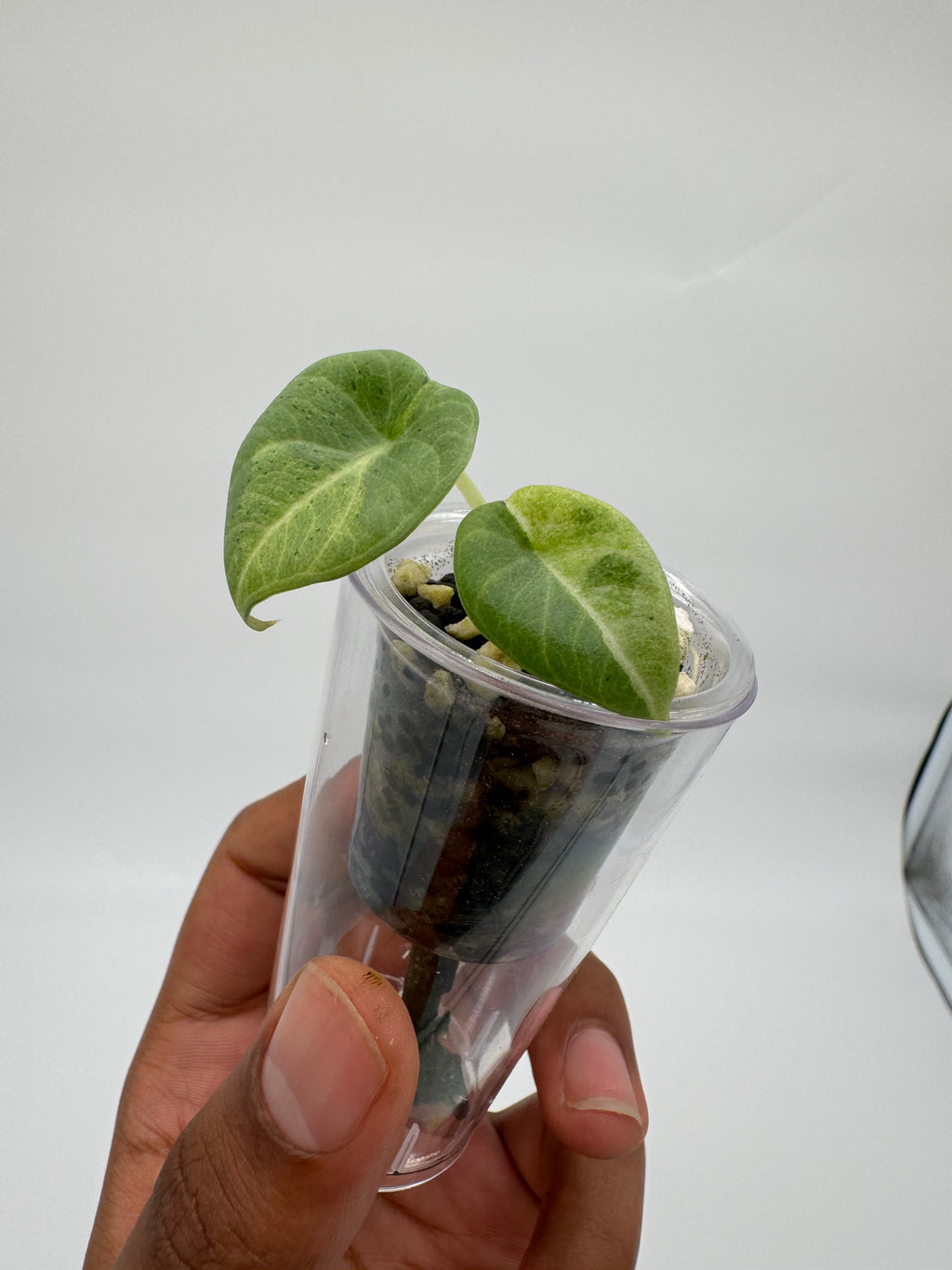 Alocasia Maharani Lava