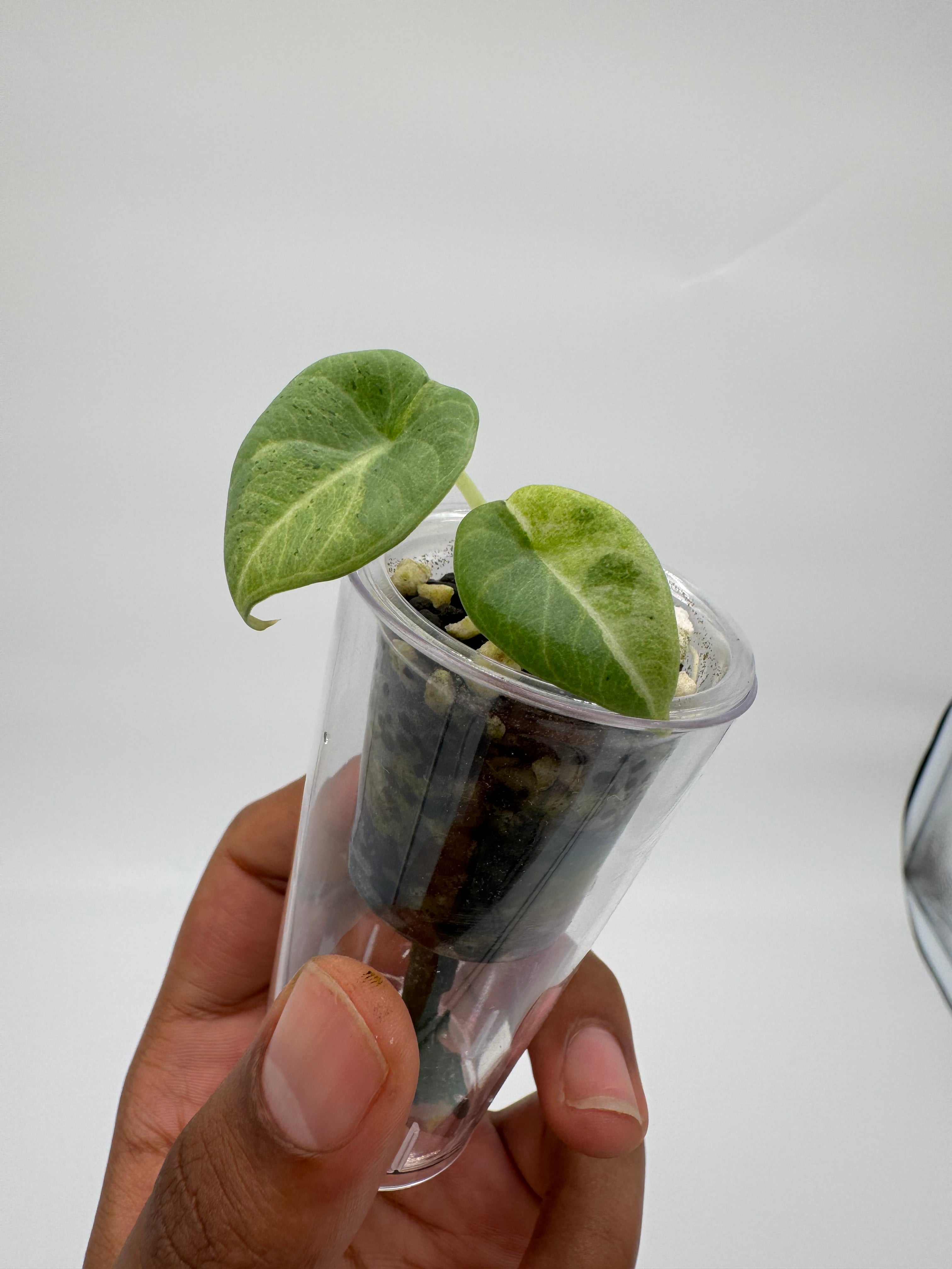 Alocasia Maharani Lava