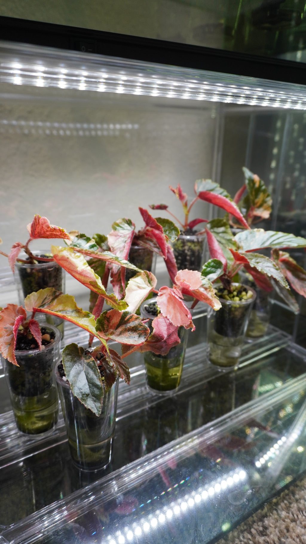 Ginny Galaxy begonia 5-7 leaves (Growers Choice)