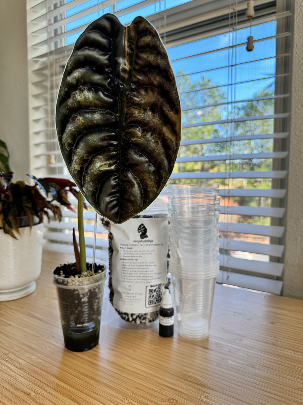 Tissue Culture Acclimation Kit (3″ Self-Watering)