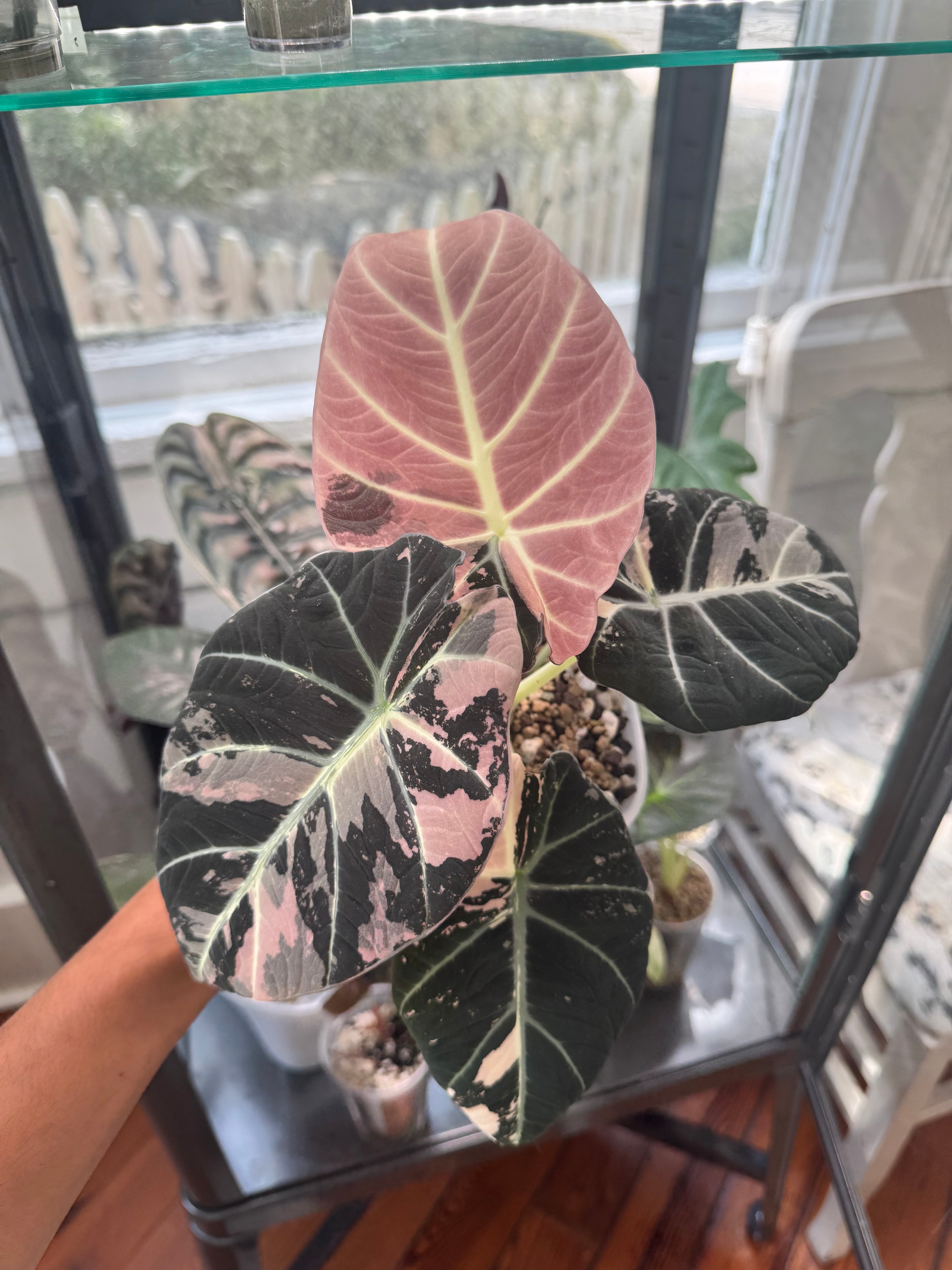 Alocasia Pink Black Velvet CORM