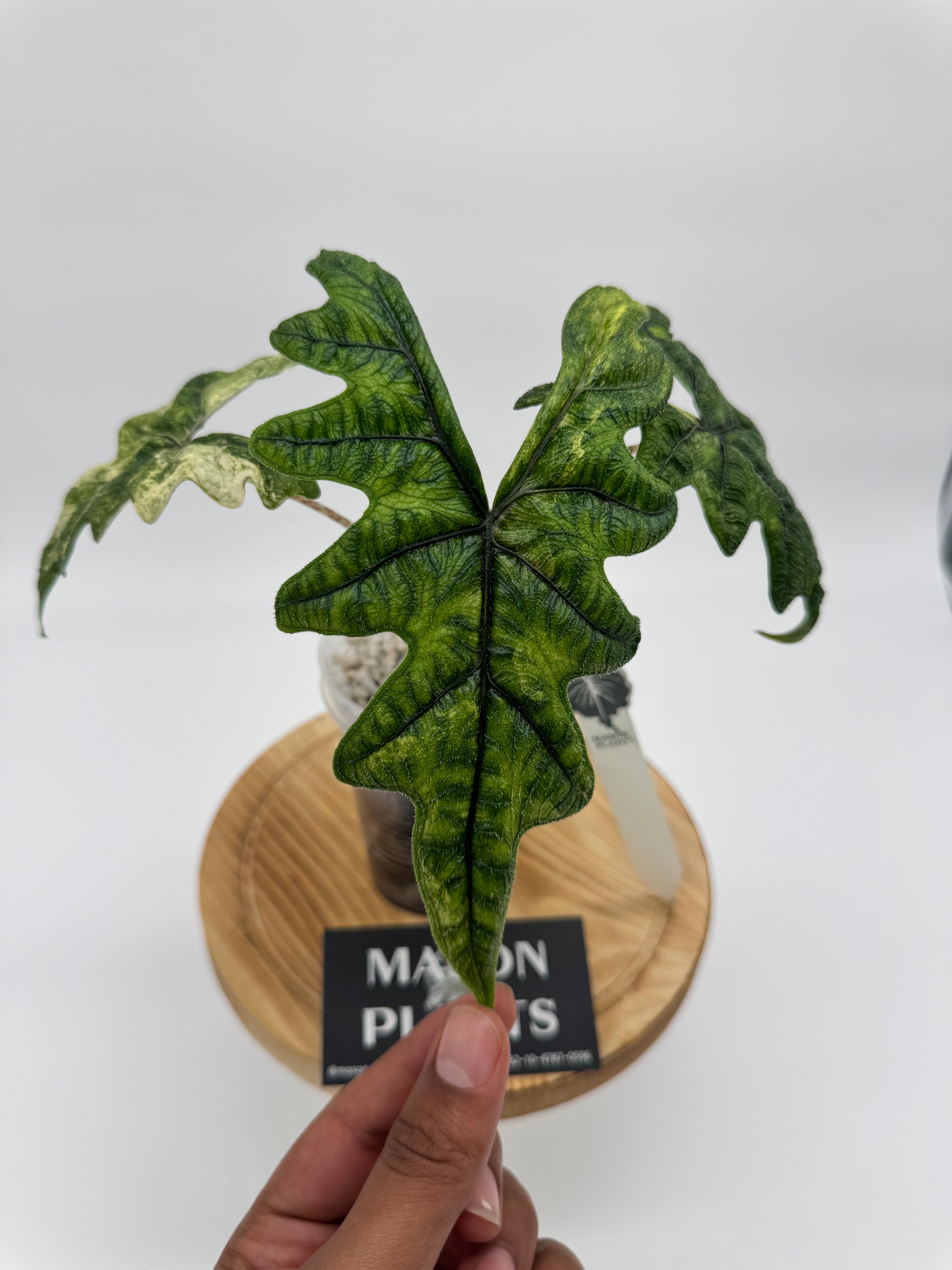 Alocasia Mystic (Mason) *Corming*