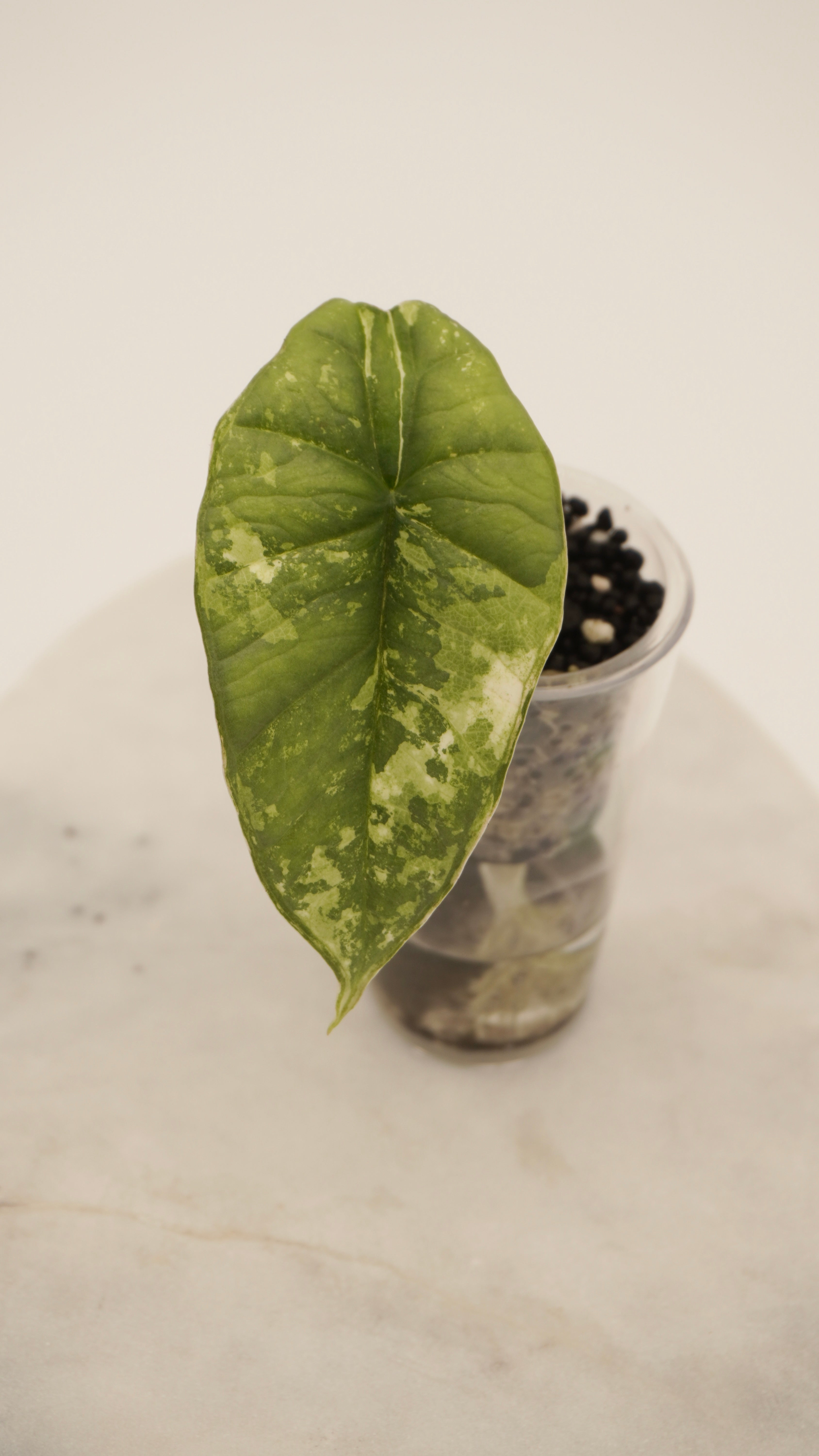 Alocasia Bisma Platinum Albo