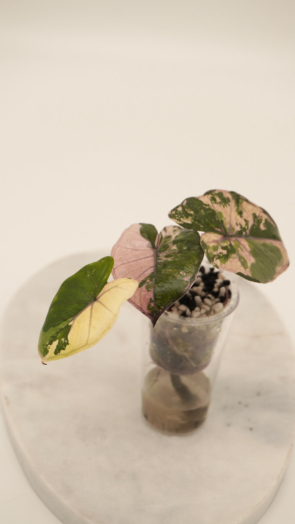 Alocasia Pink Yukatan Princess