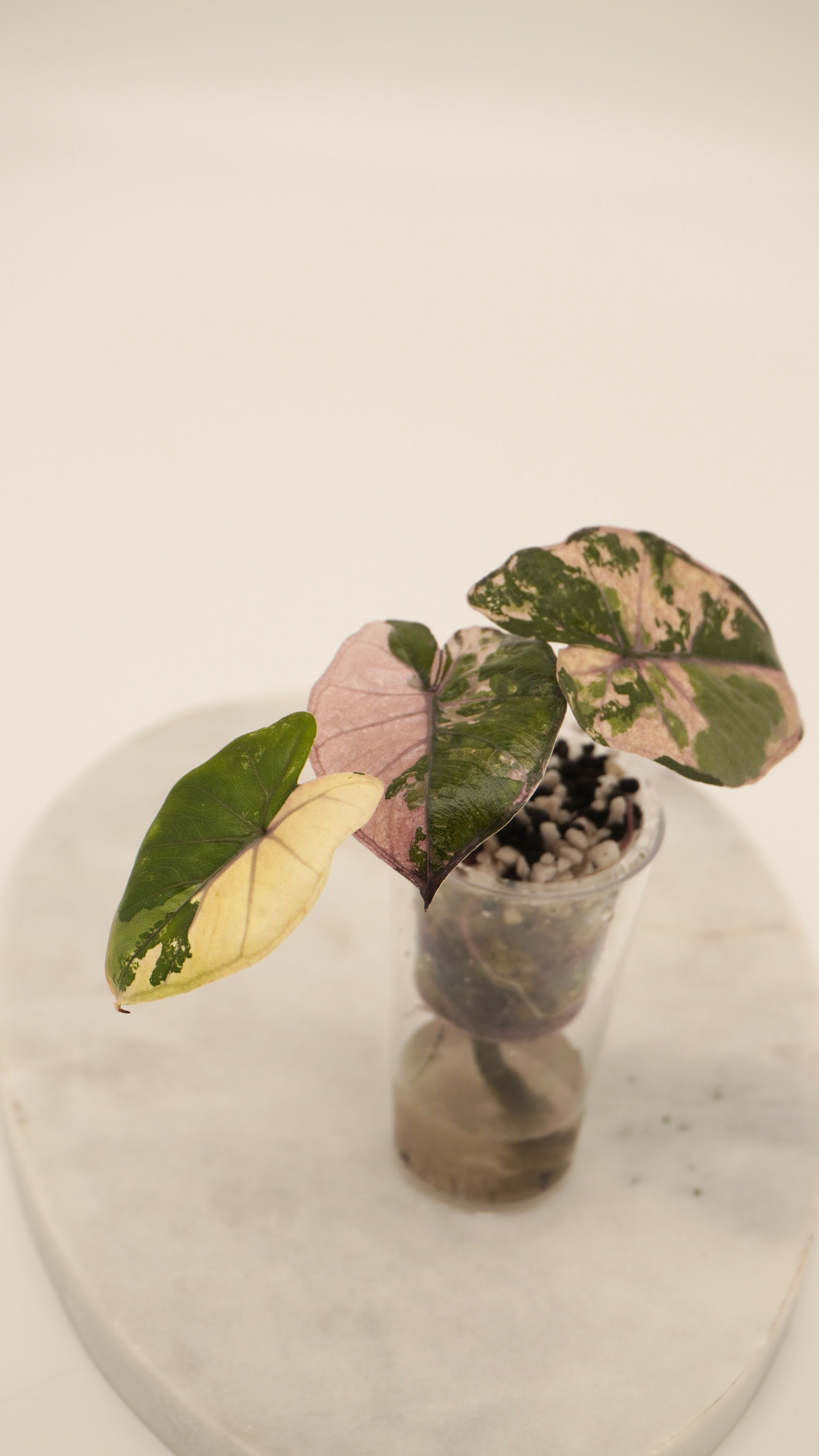 Alocasia Pink Yukatan Princess