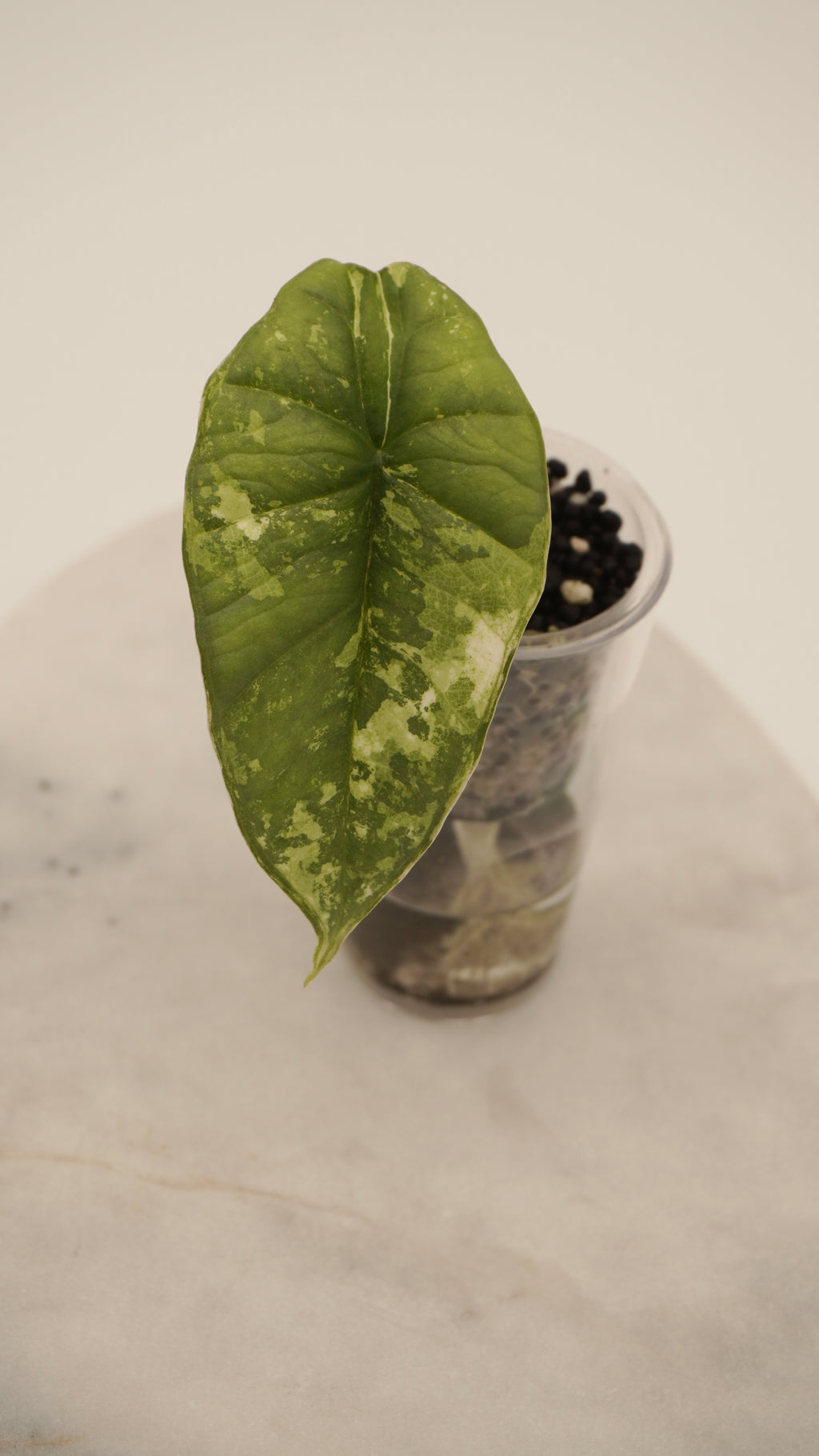 Alocasia Bisma Platinum Albo