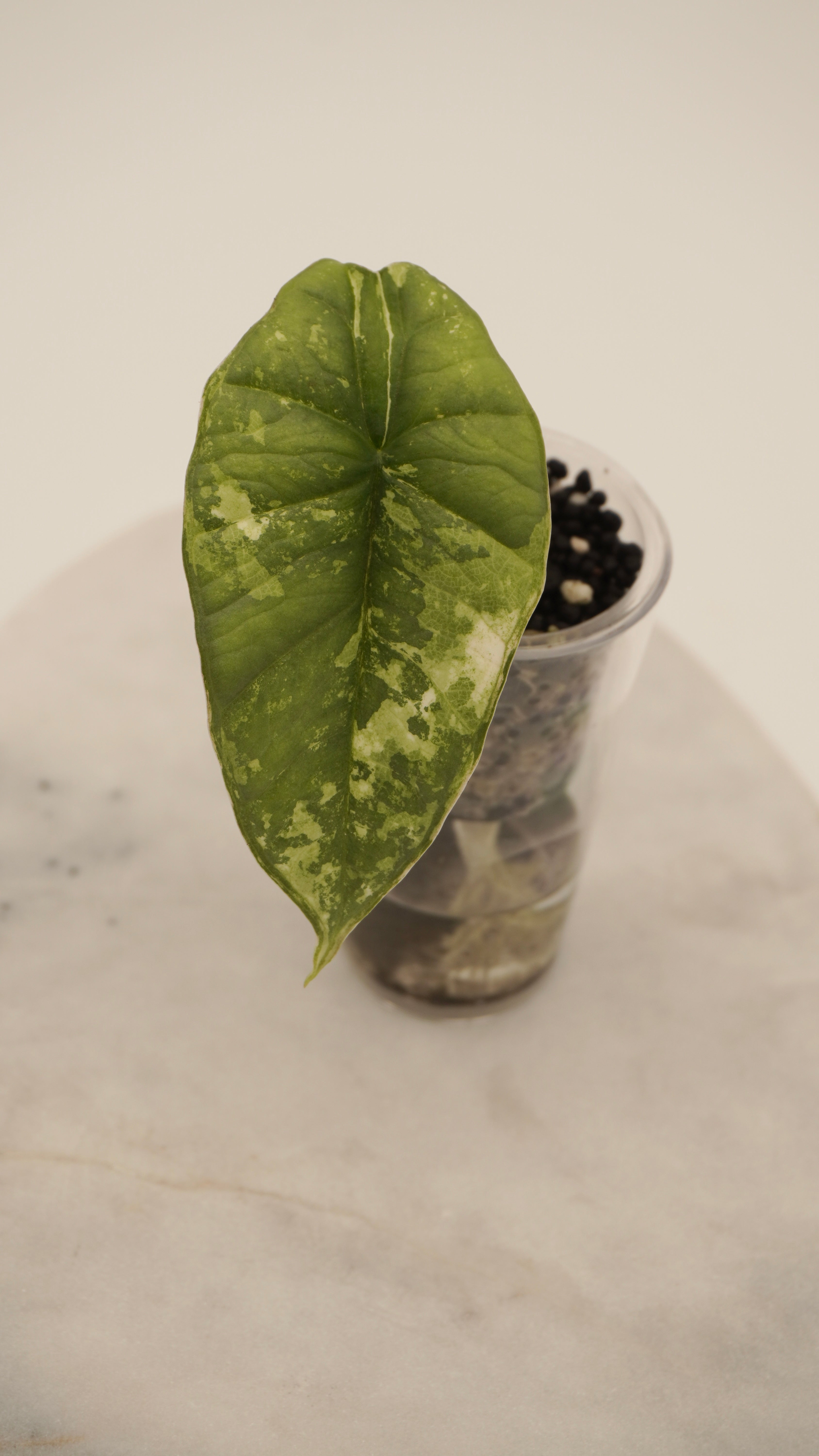 Alocasia Bisma Platinum Albo