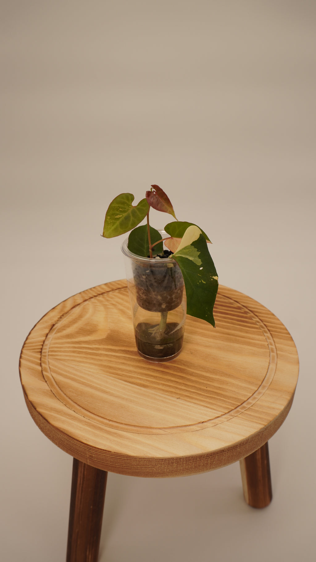 Fallopia MultiFlora Variegated (growers choice)