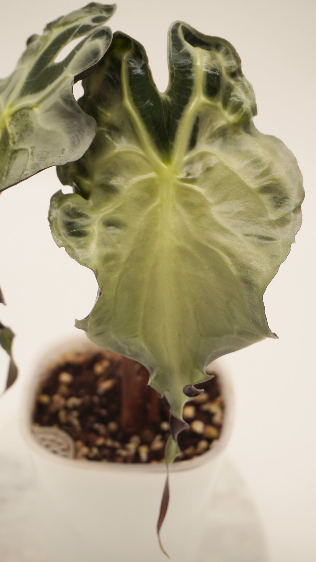 Alocasia Venom CORM