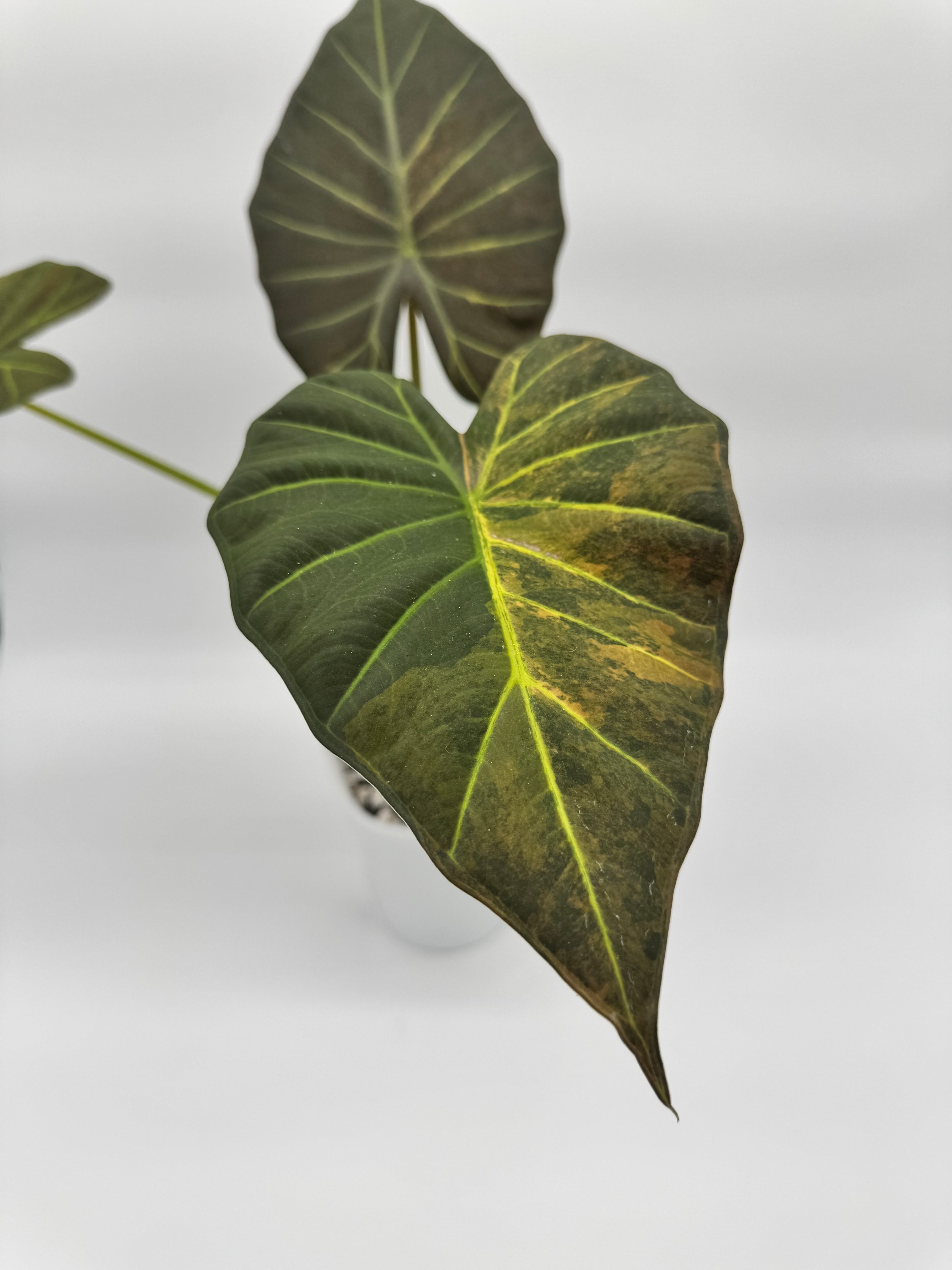 Alocasia Regal Shields Aurea “Blue Jeans” CORM