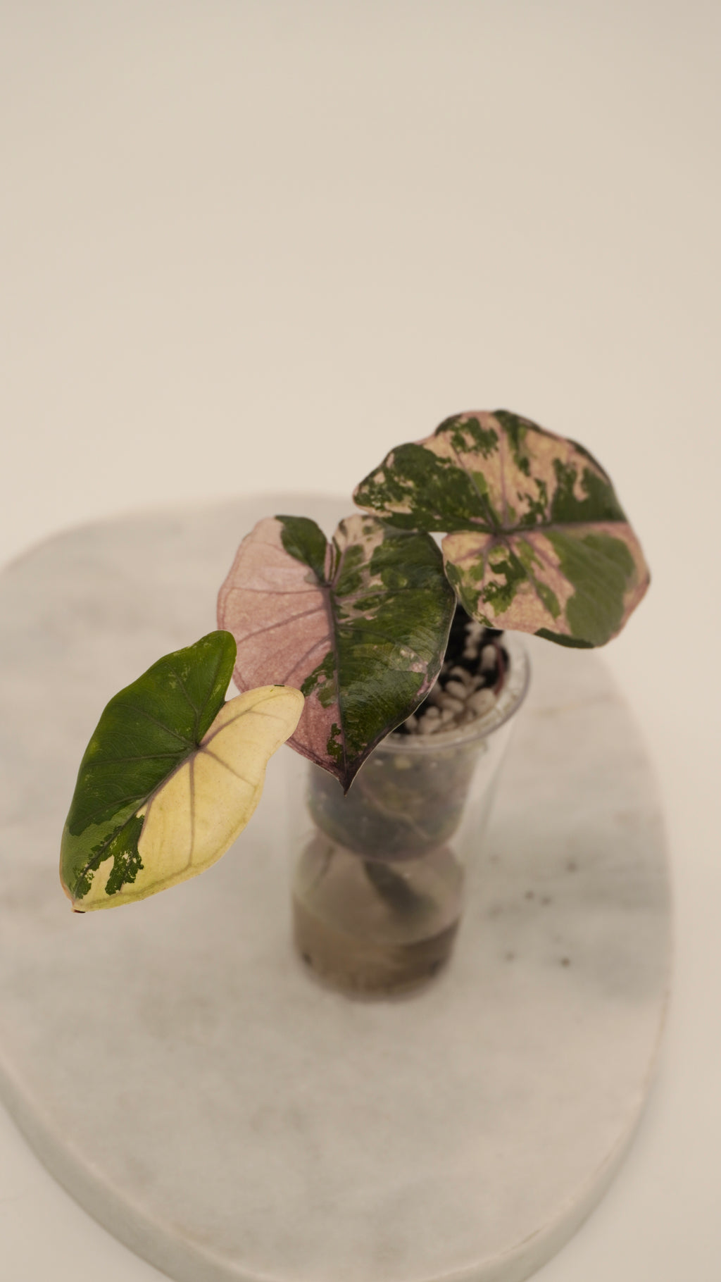 Alocasia Pink Yukatan Princess