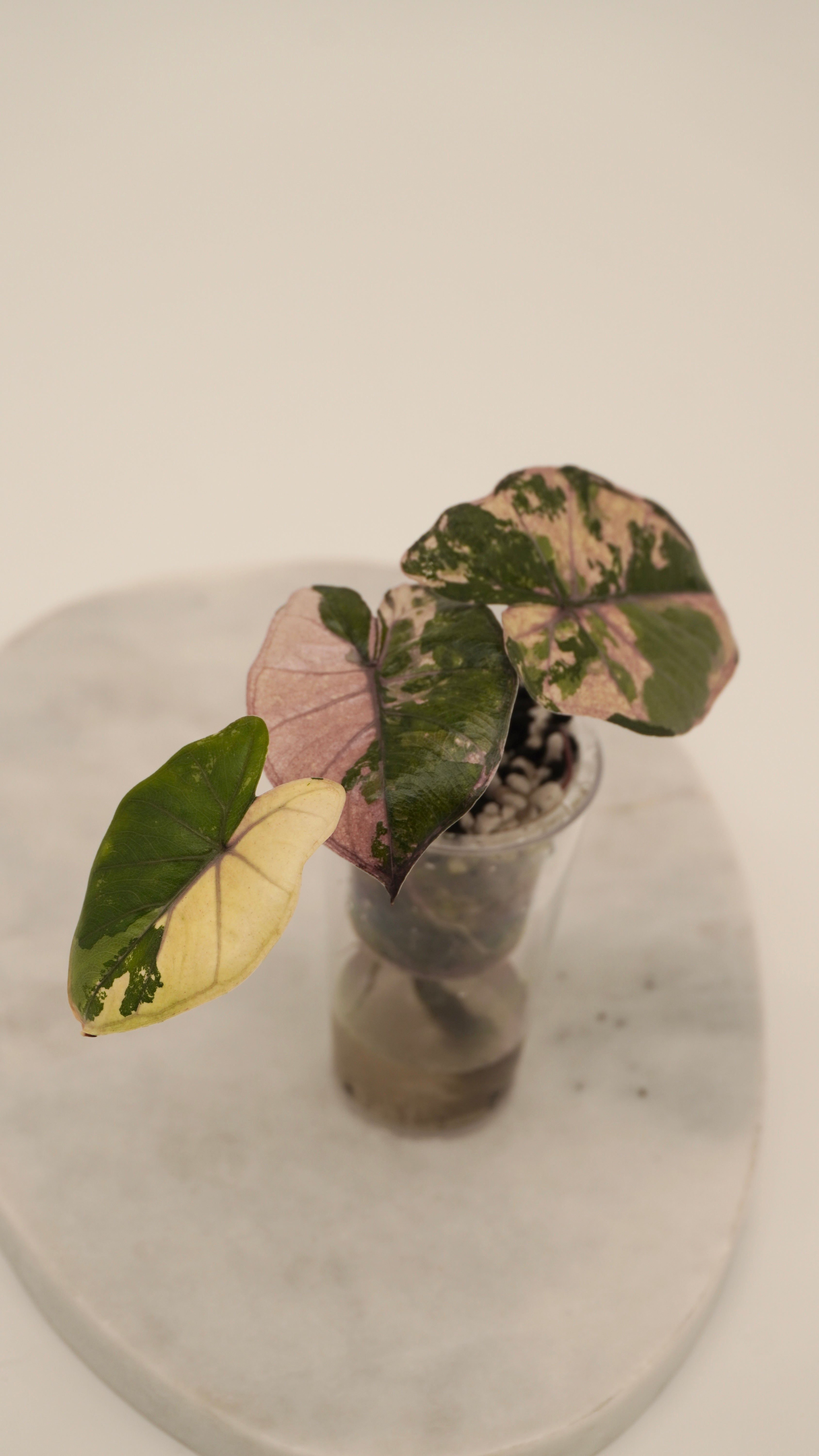 Alocasia Pink Yukatan Princess