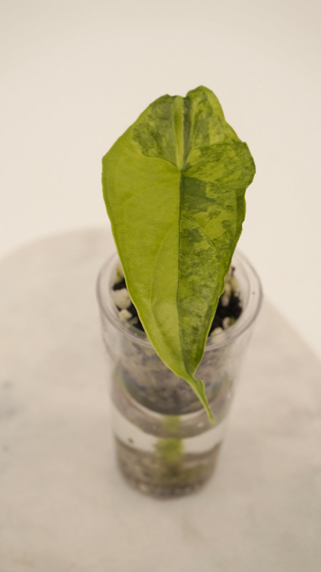 Alocasia Dragons Breath Aurea