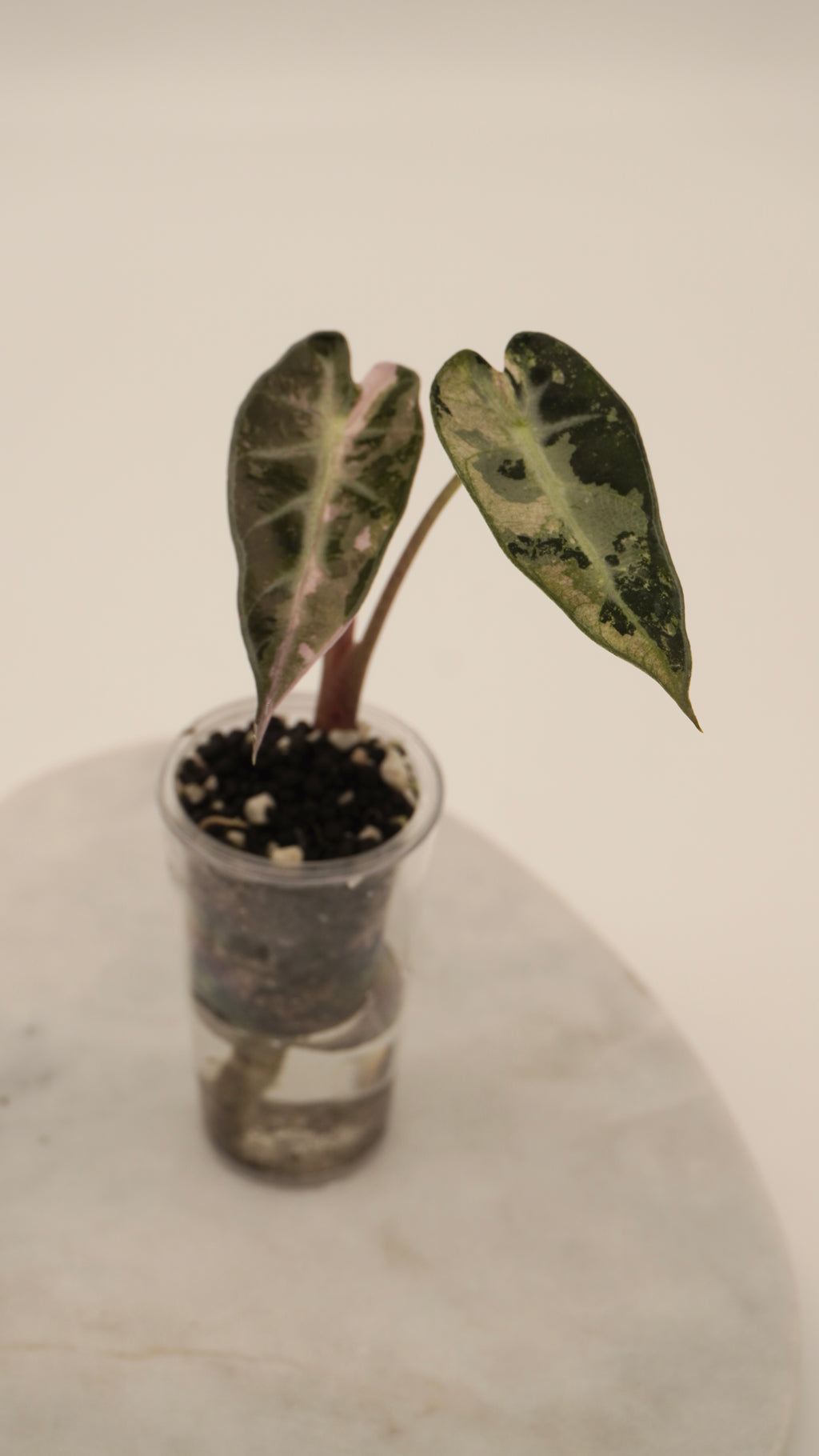 Alocasia Pink Bambino