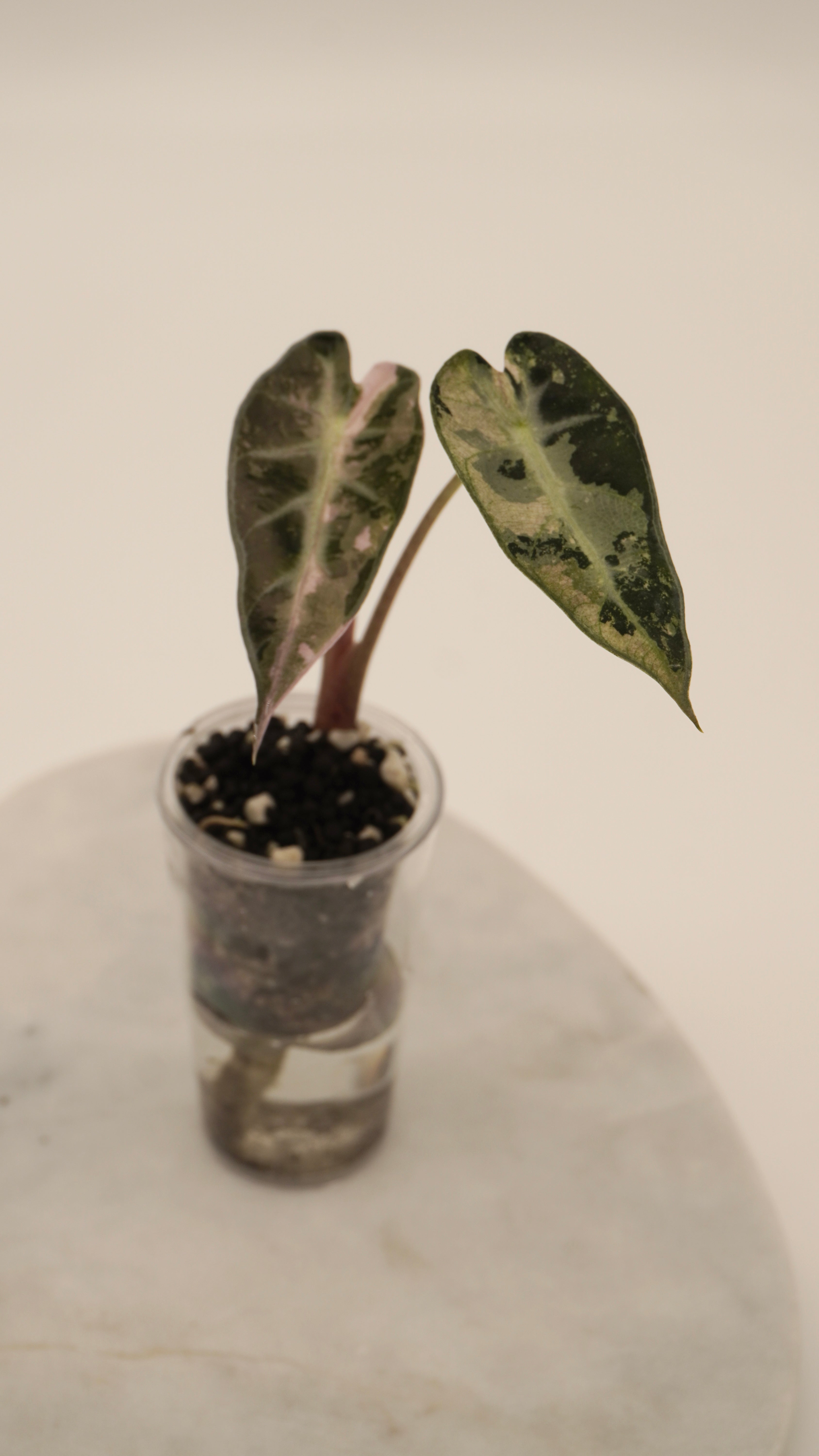 Alocasia Pink Bambino