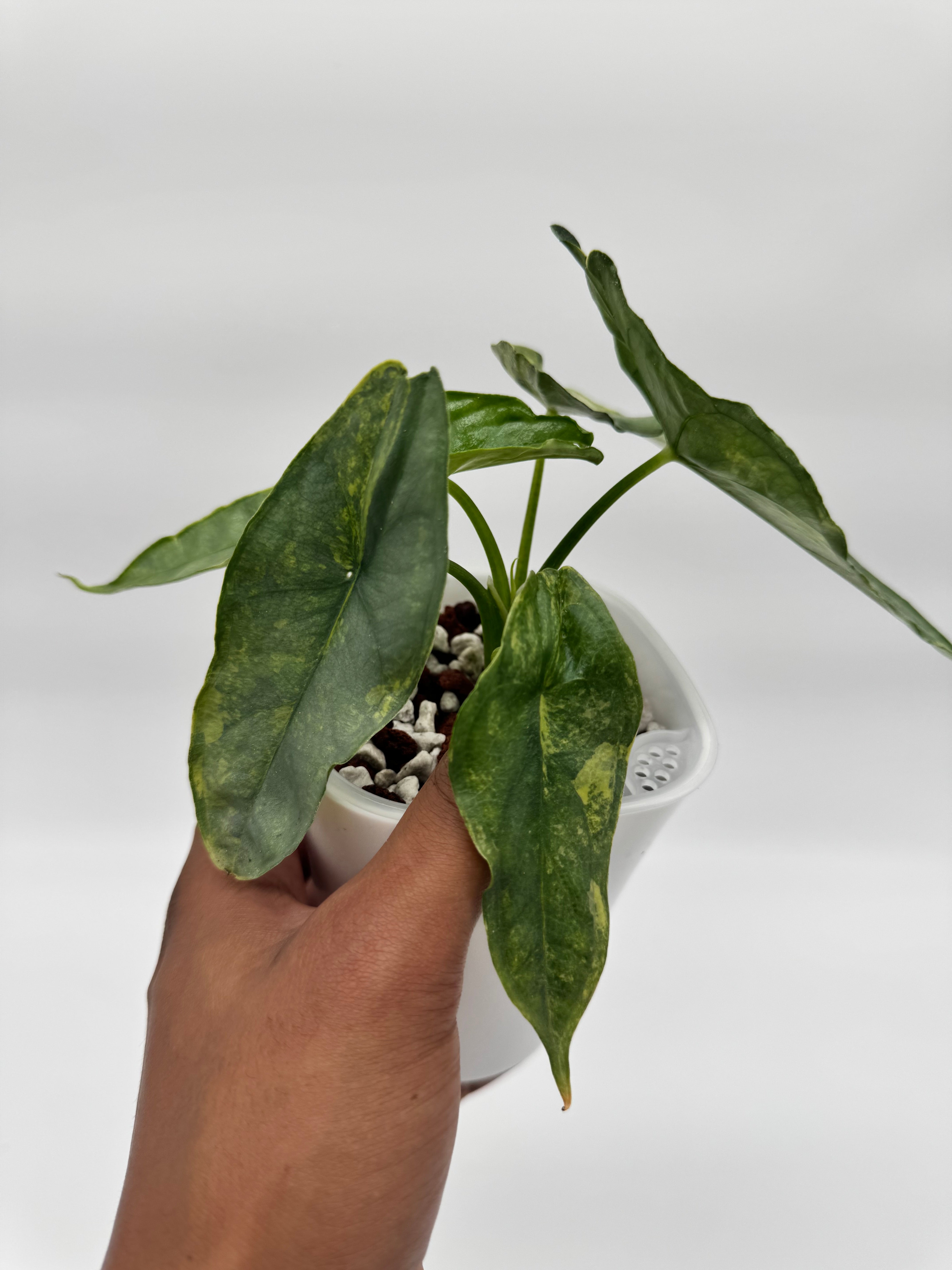 Alocasia Dragons Breath Aurea CORM – Rareplantninja