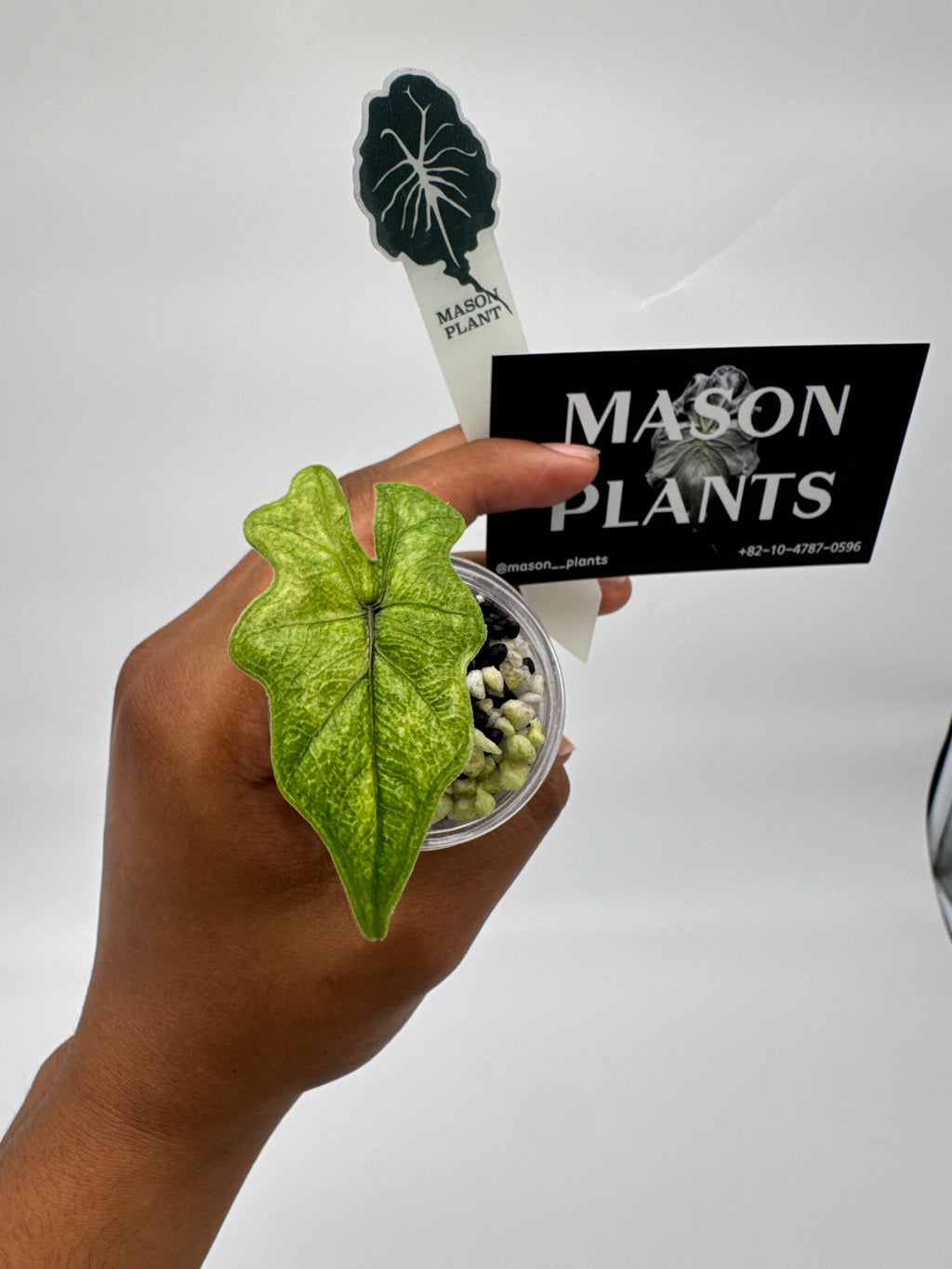 Alocasia Mystic Jacklyn (Mason)