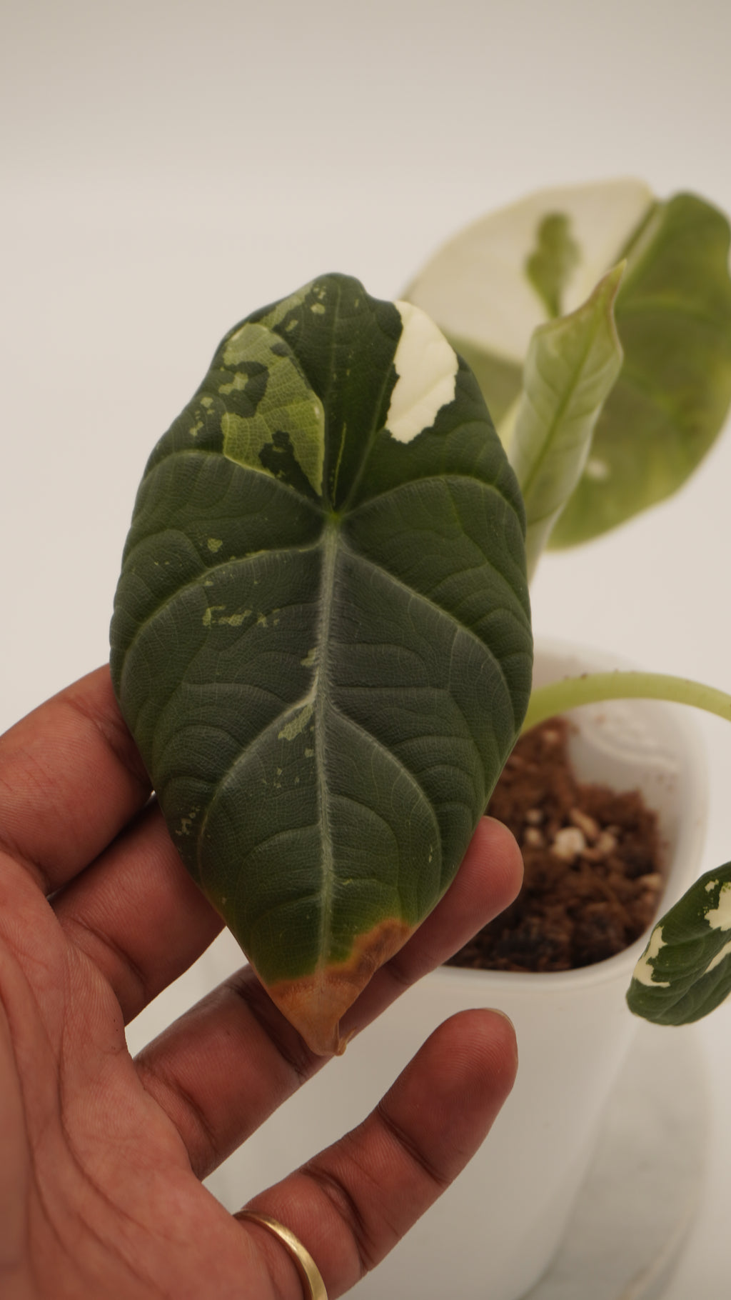 Alocasia Maharani Albo CORM