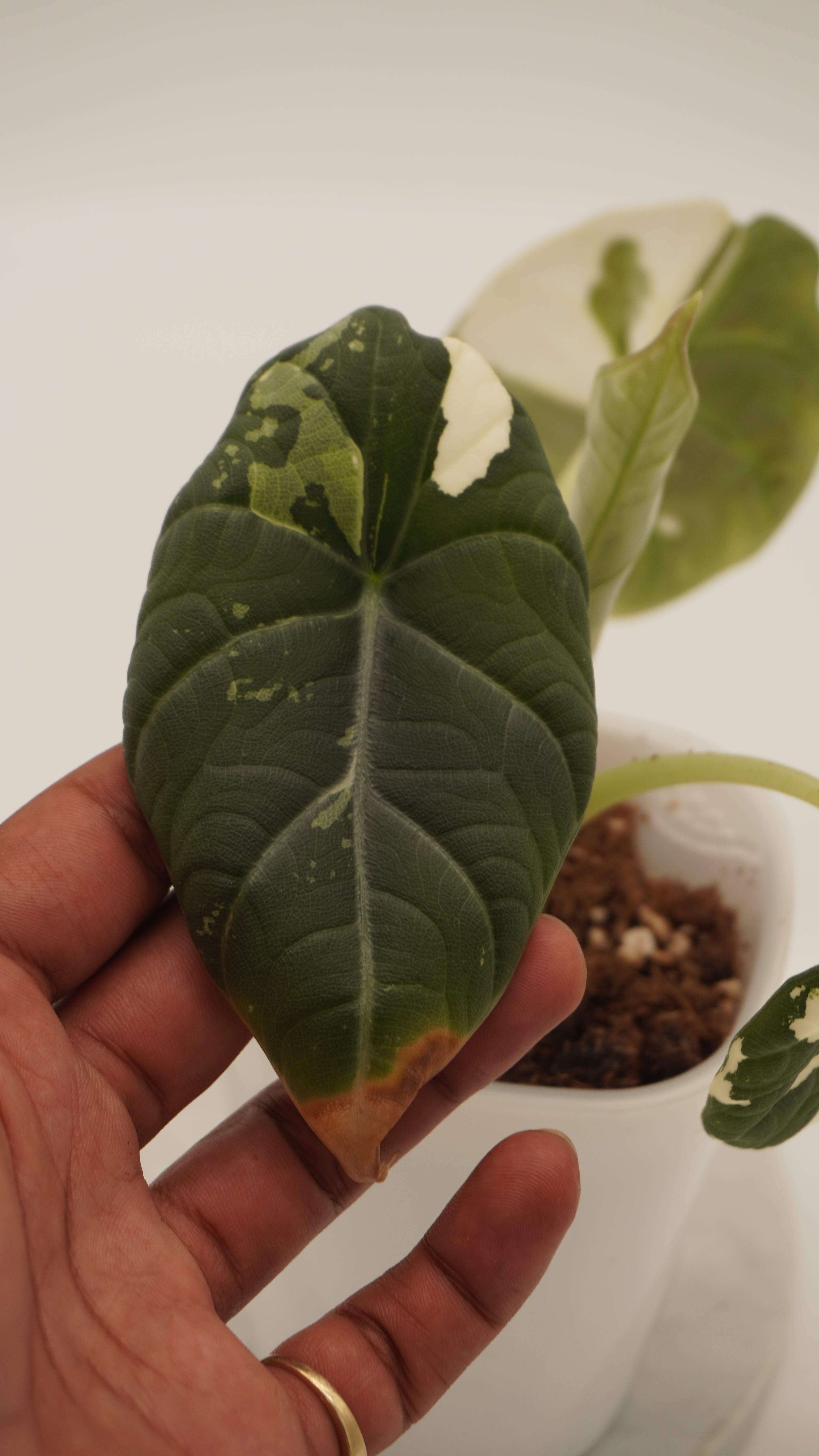 Alocasia Maharani Albo CORM