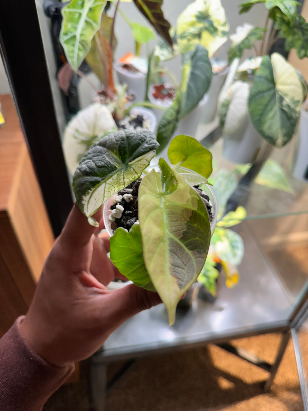 Alocasia Maharani Tri-Color