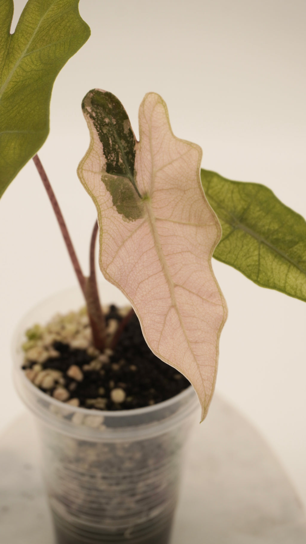 Alocasia Pink Psuedo Sanderiana