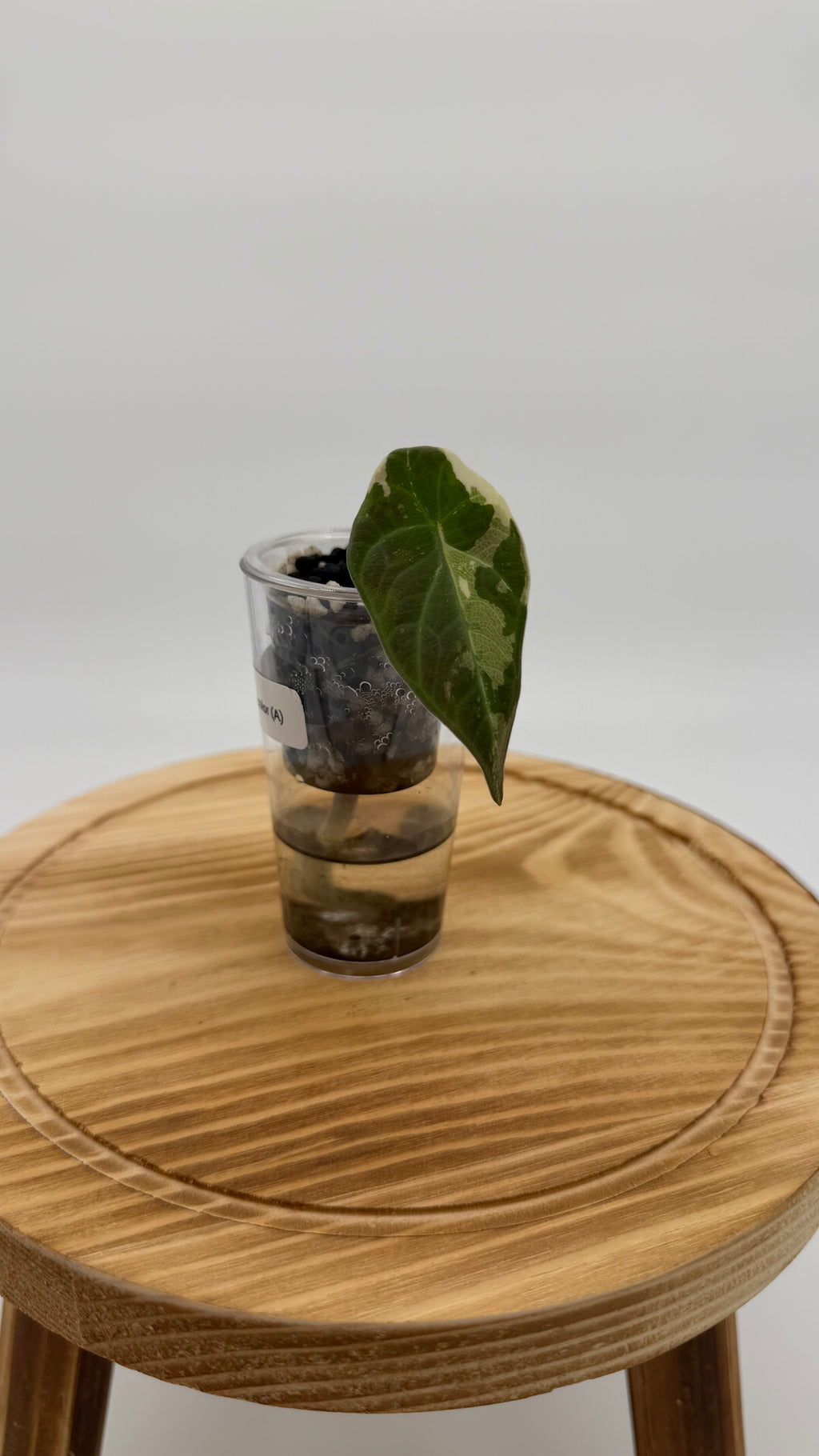 Alocasia Maharani Tri-Color