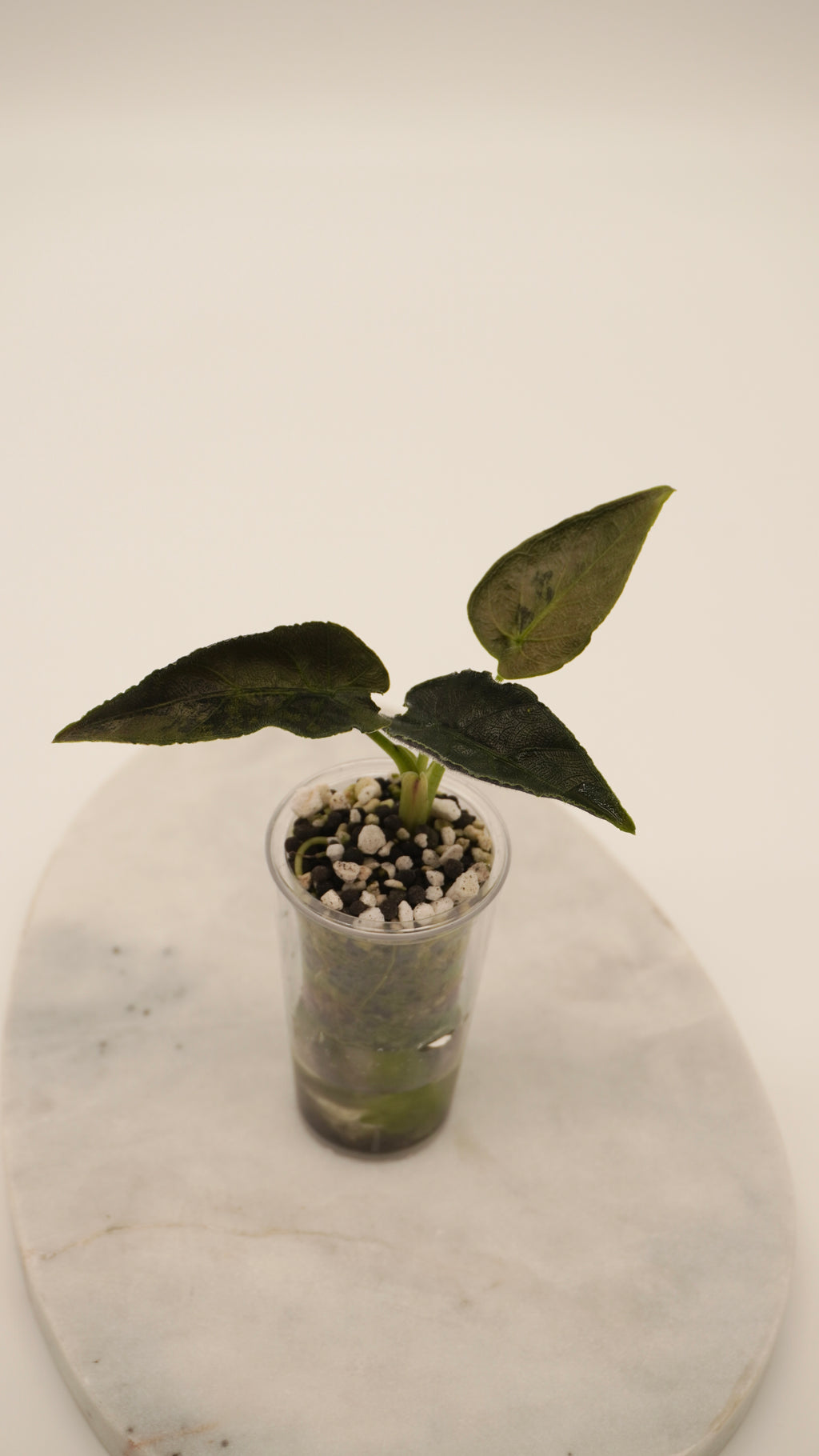 Alocasia Antoro Velvet Aurea