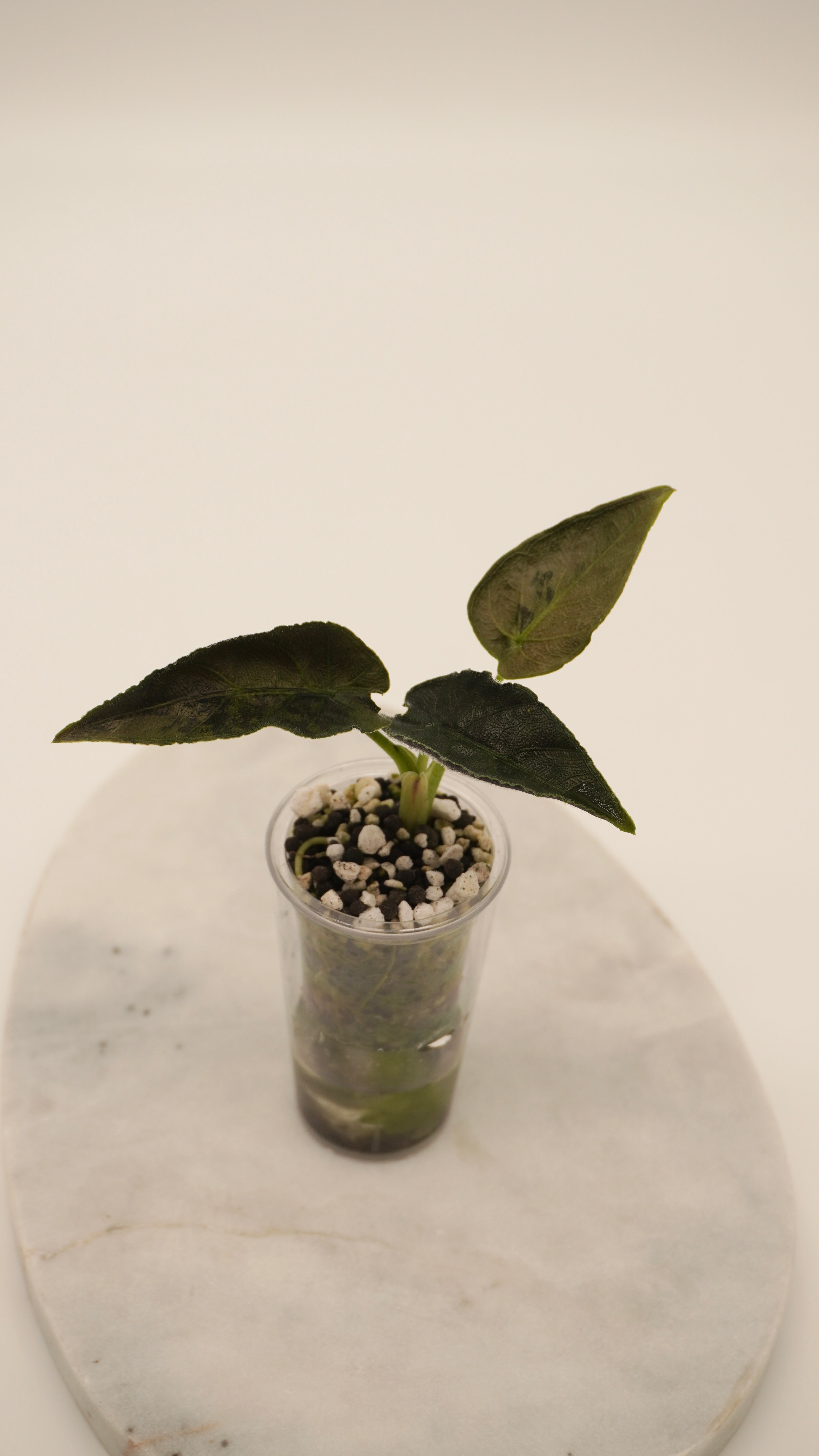 Alocasia Antoro Velvet Aurea
