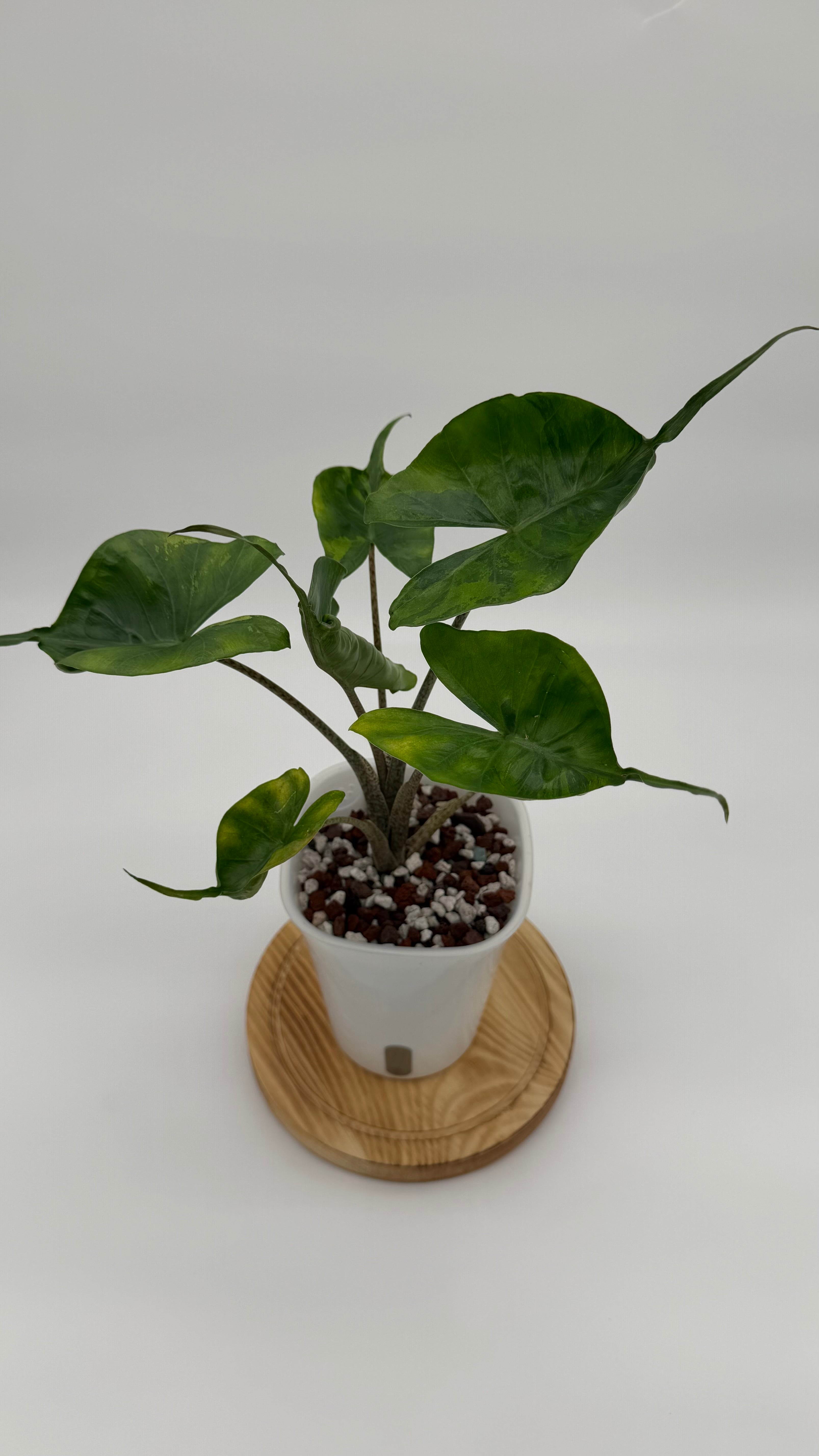 Alocasia Stingray Aurea CORM