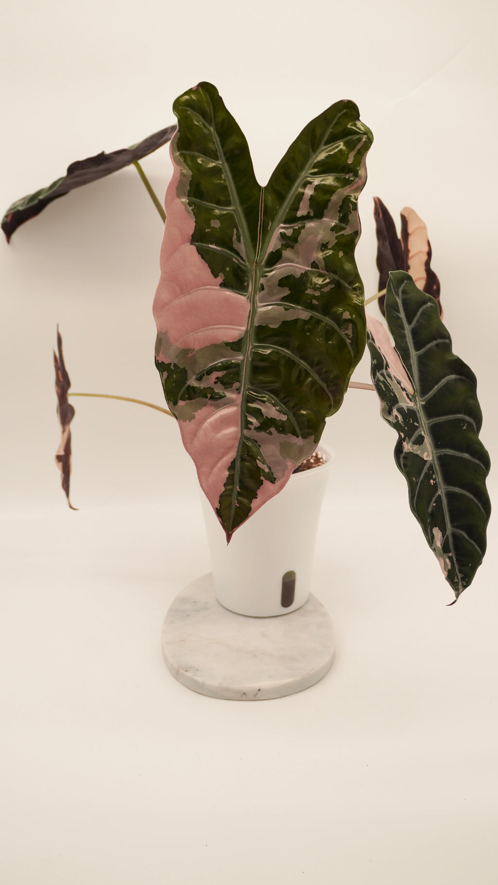 Alocasia Pink Chantrieri CORM