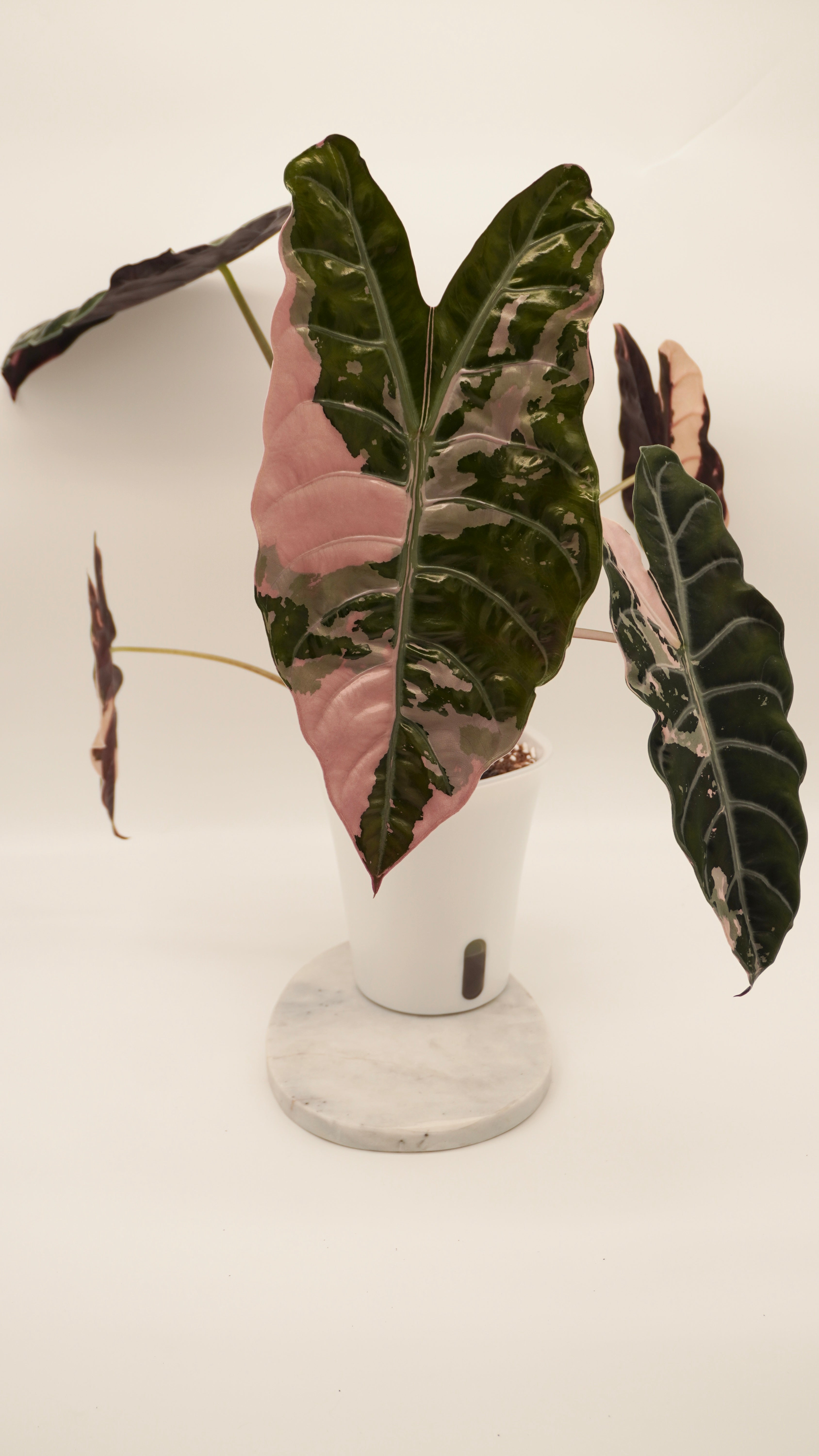 Alocasia Pink Chantrieri CORM