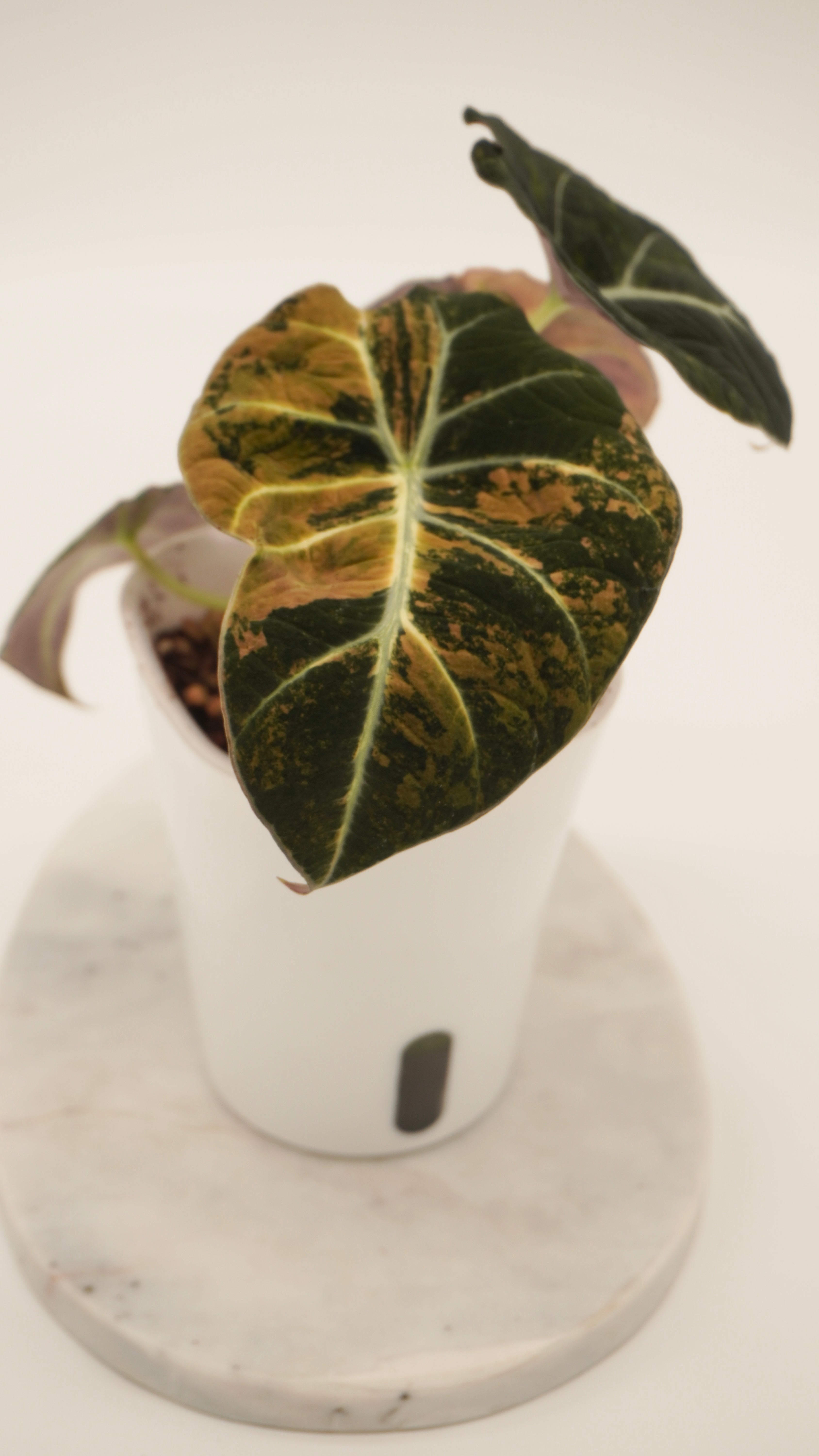 Alocasia Gold Black Velvet CORM