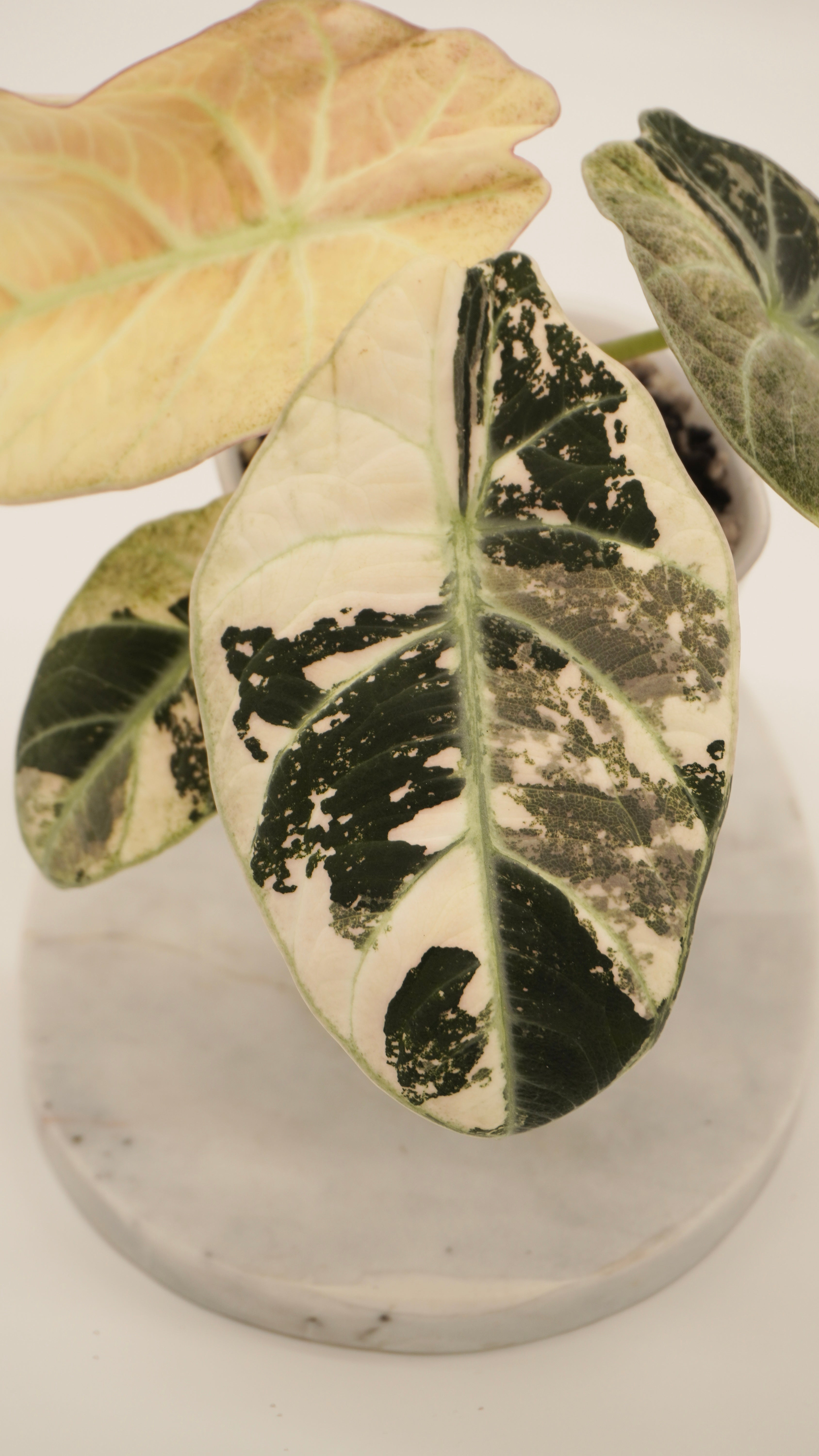 Alocasia Pink Ninja Corm