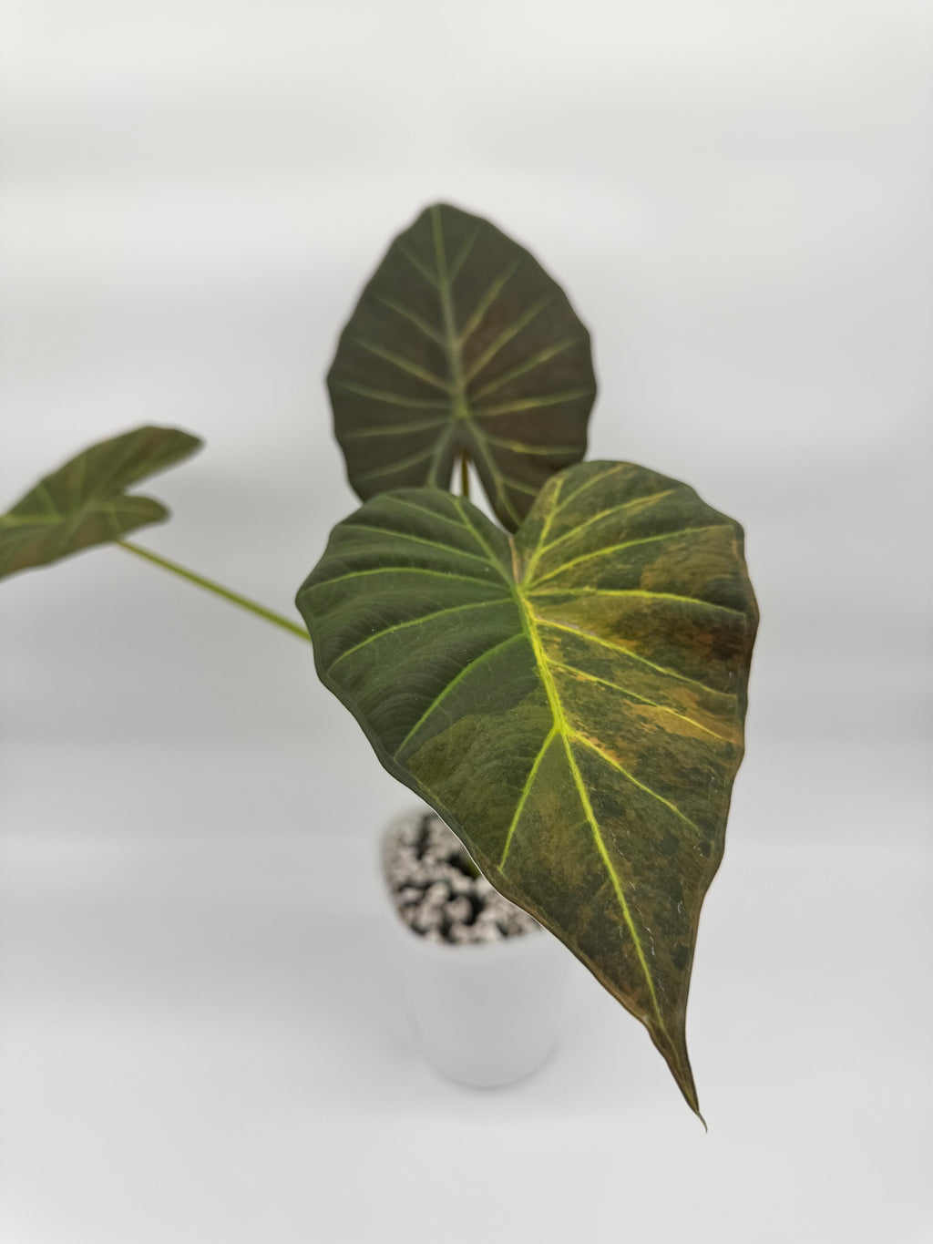 Alocasia Regal Shields Aurea “Blue Jeans” CORM