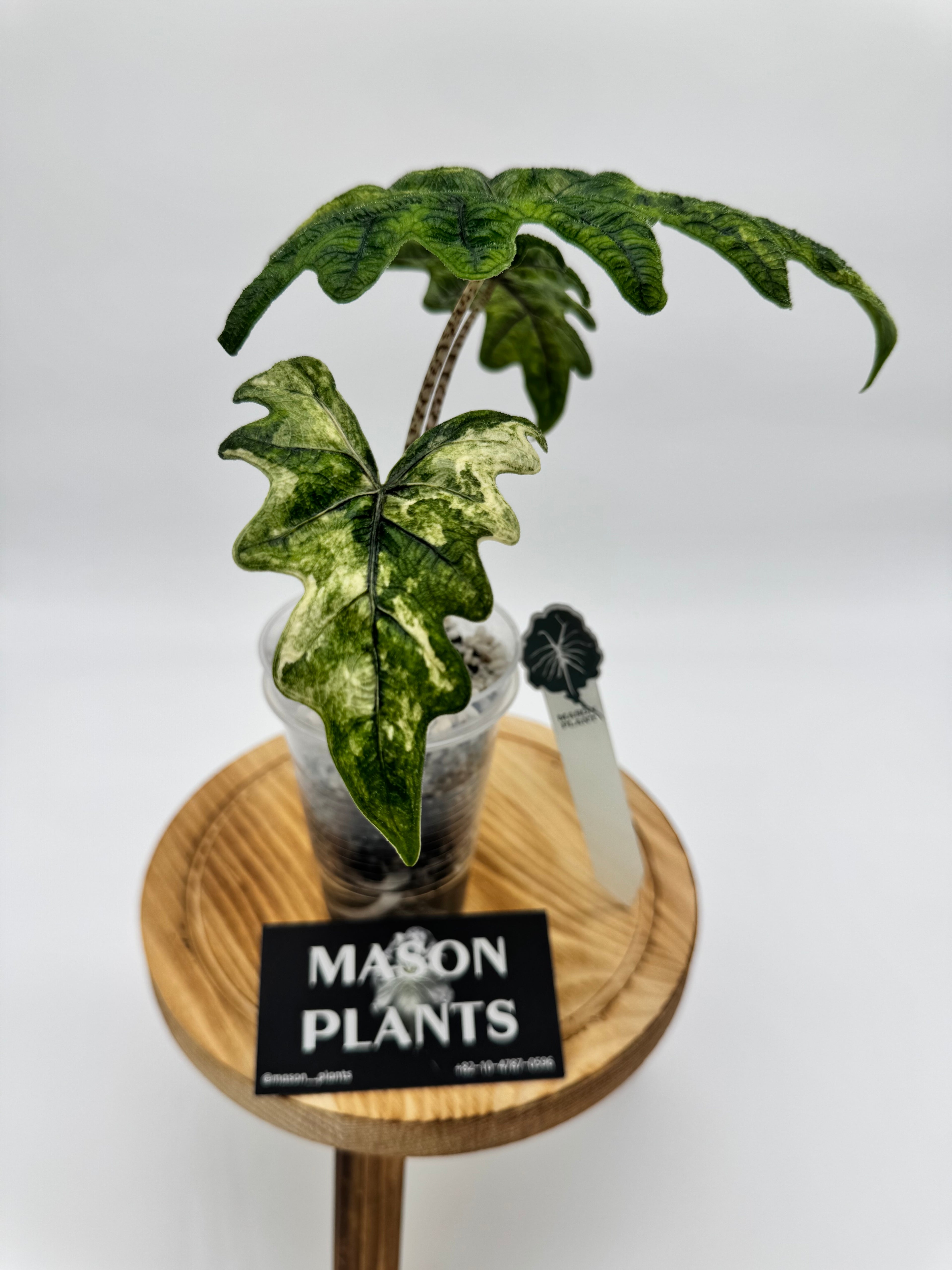 Alocasia Mystic (Mason) *Corming*