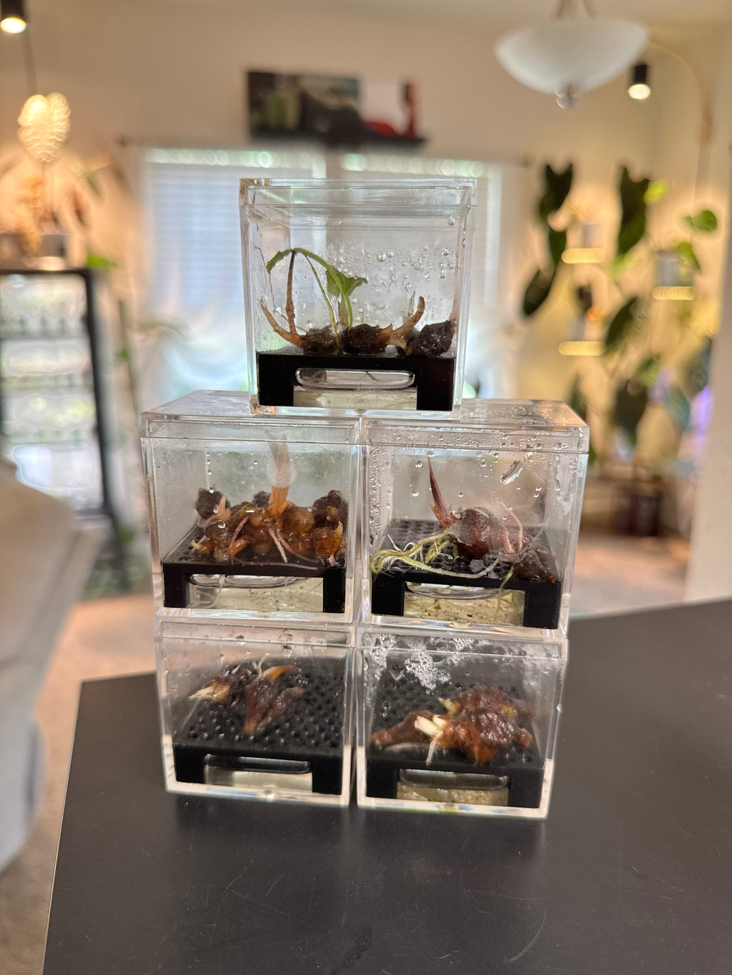 Corm Crib™ — 5-Pack