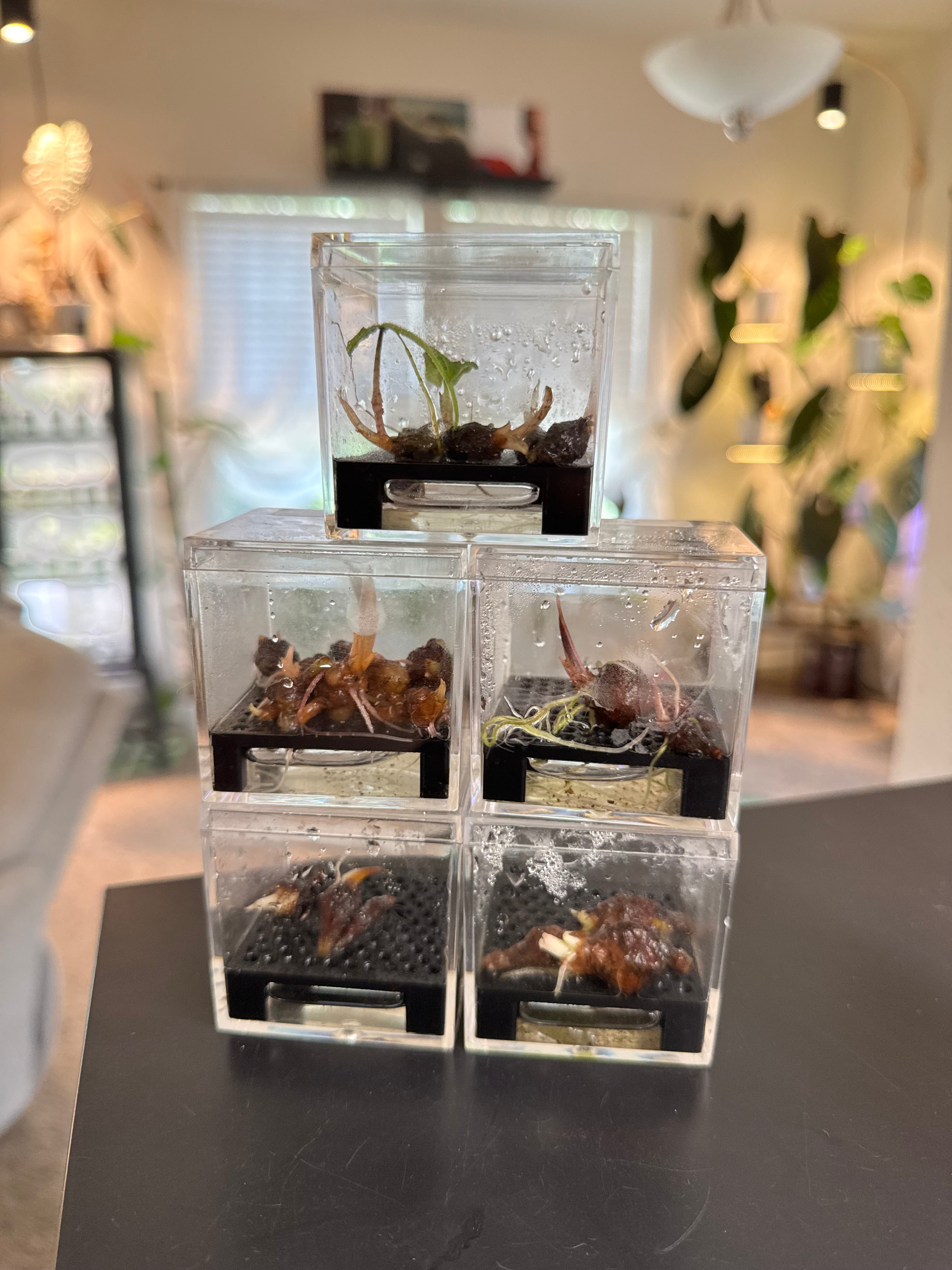 Corm Crib™ — 5-Pack