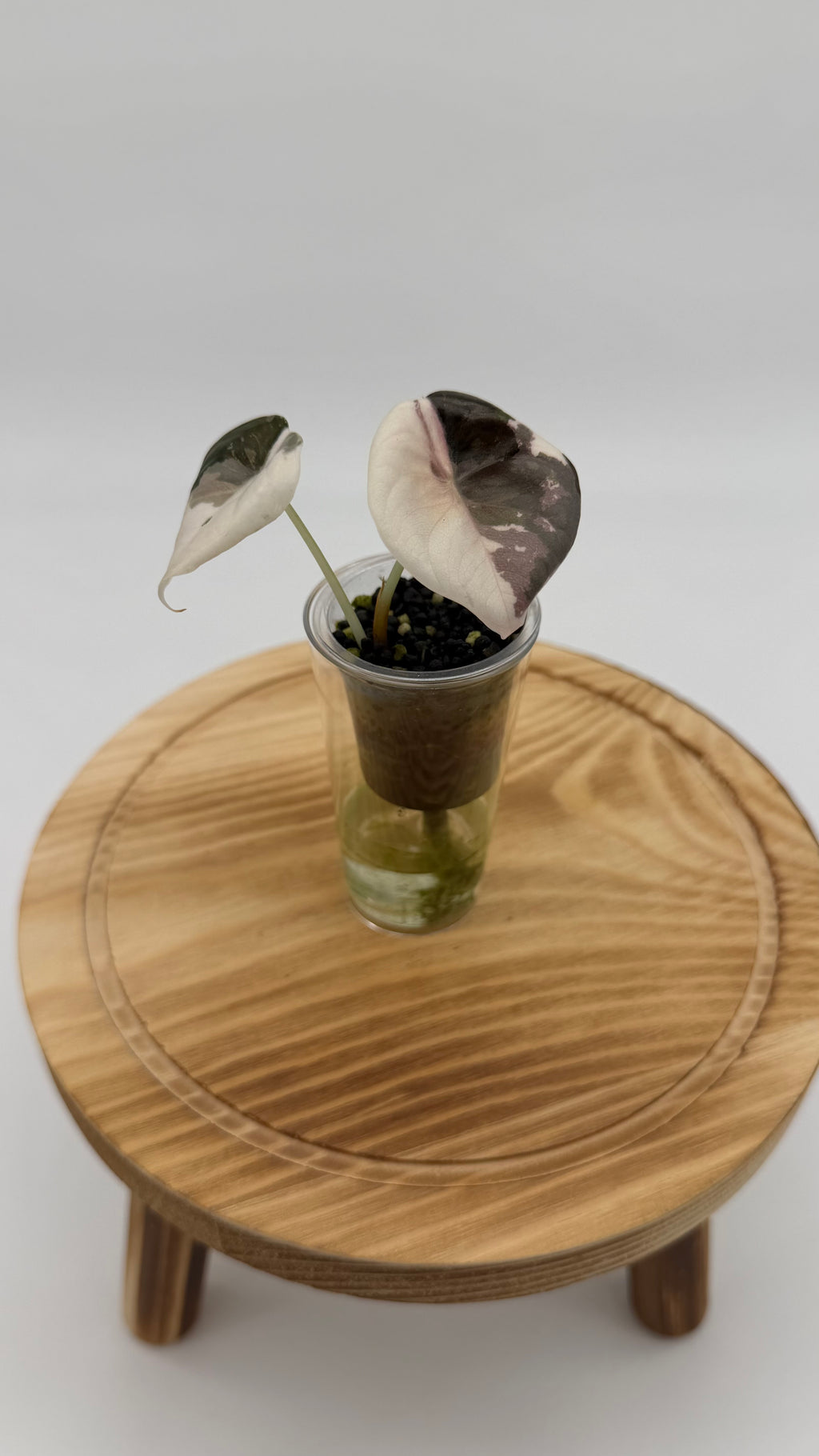 Alocasia True Pink Cuprea