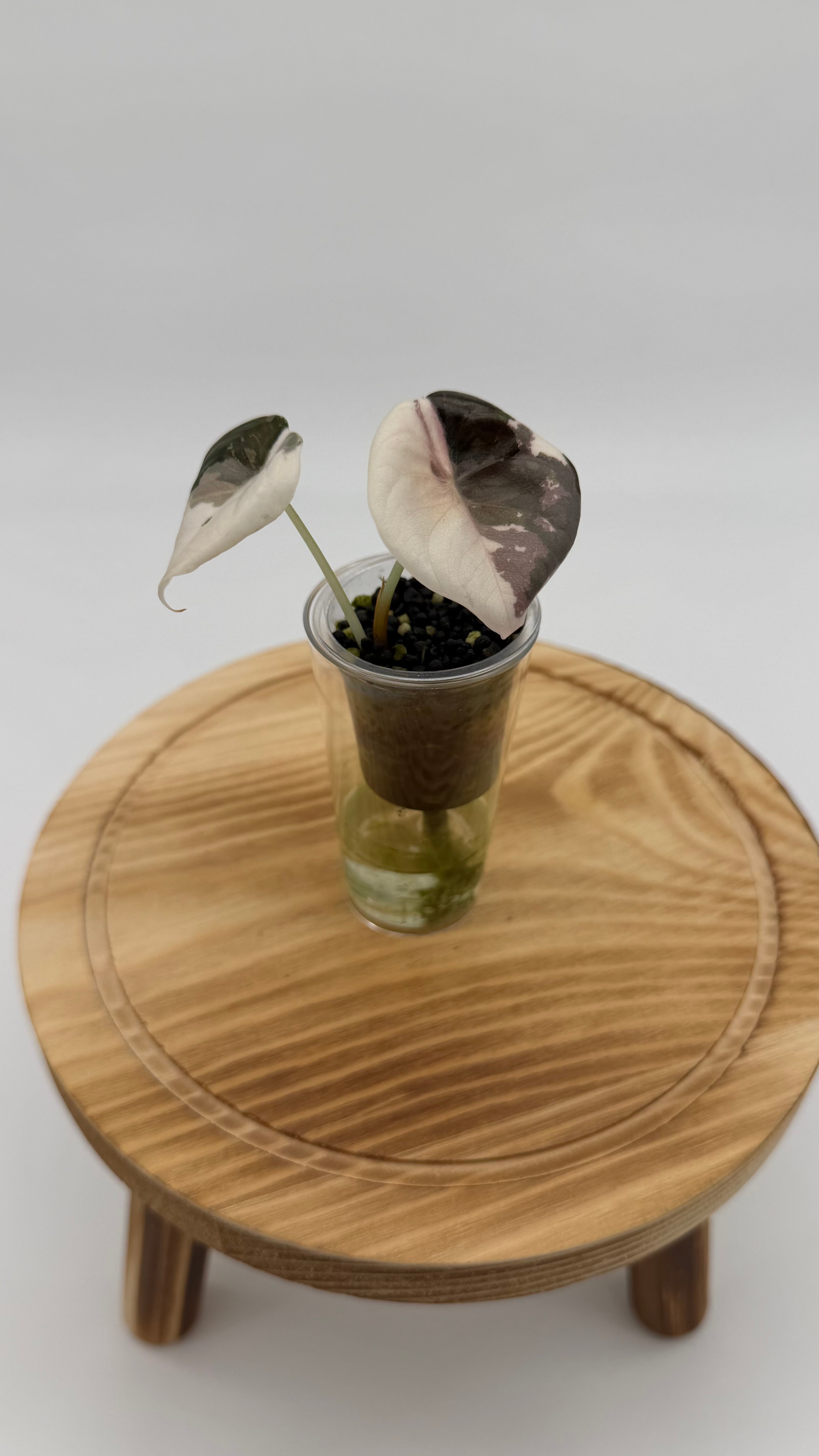 Alocasia True Pink Cuprea