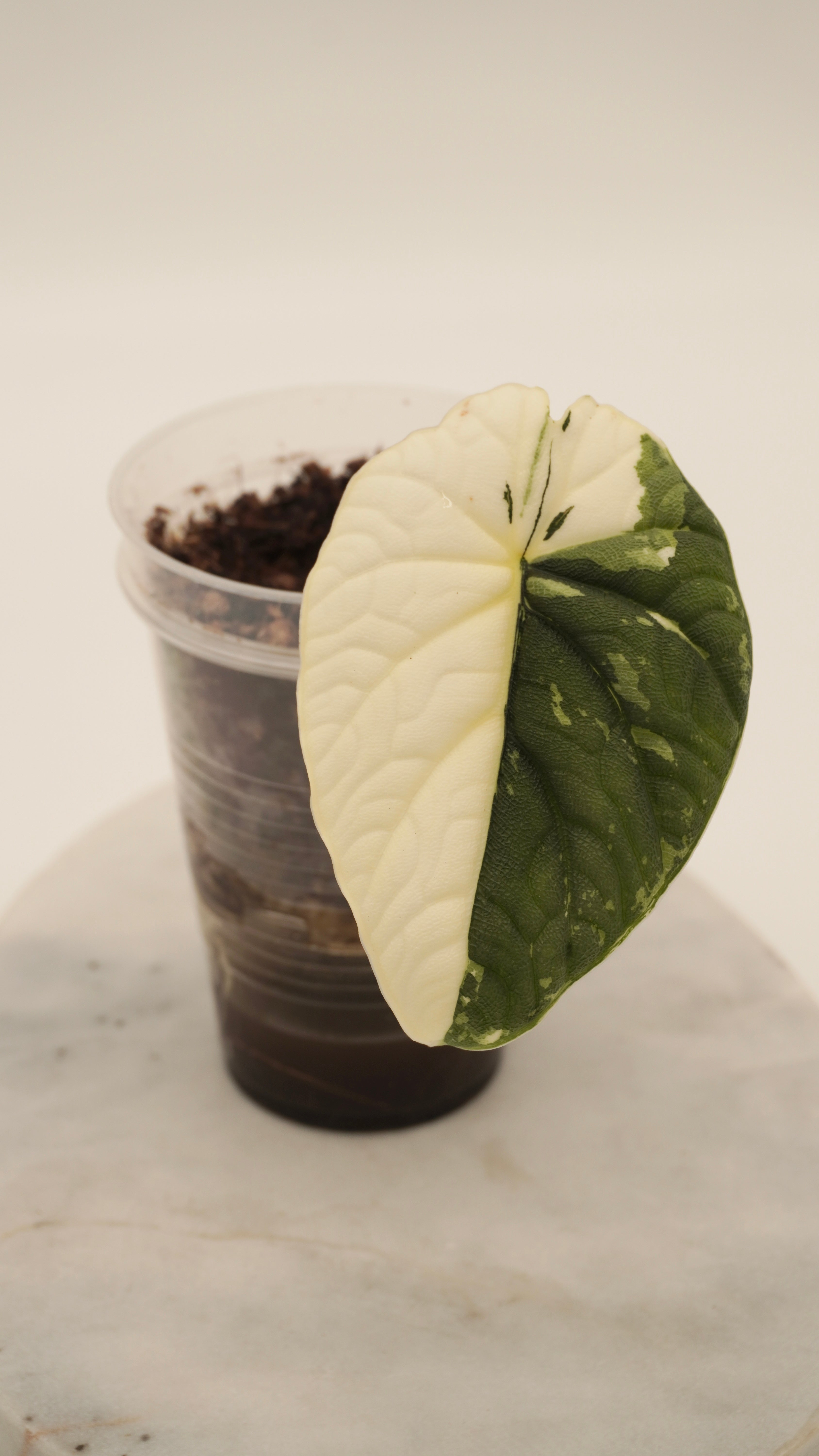 その他観葉植物 2 Alocasia melo 'Albo' Alocasia Melo Albo – Rareplantninja
