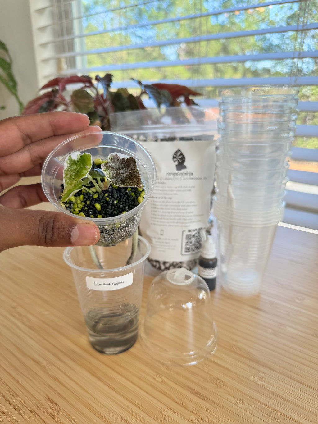 Tissue Culture Acclimation Kit (3″ Self-Watering)