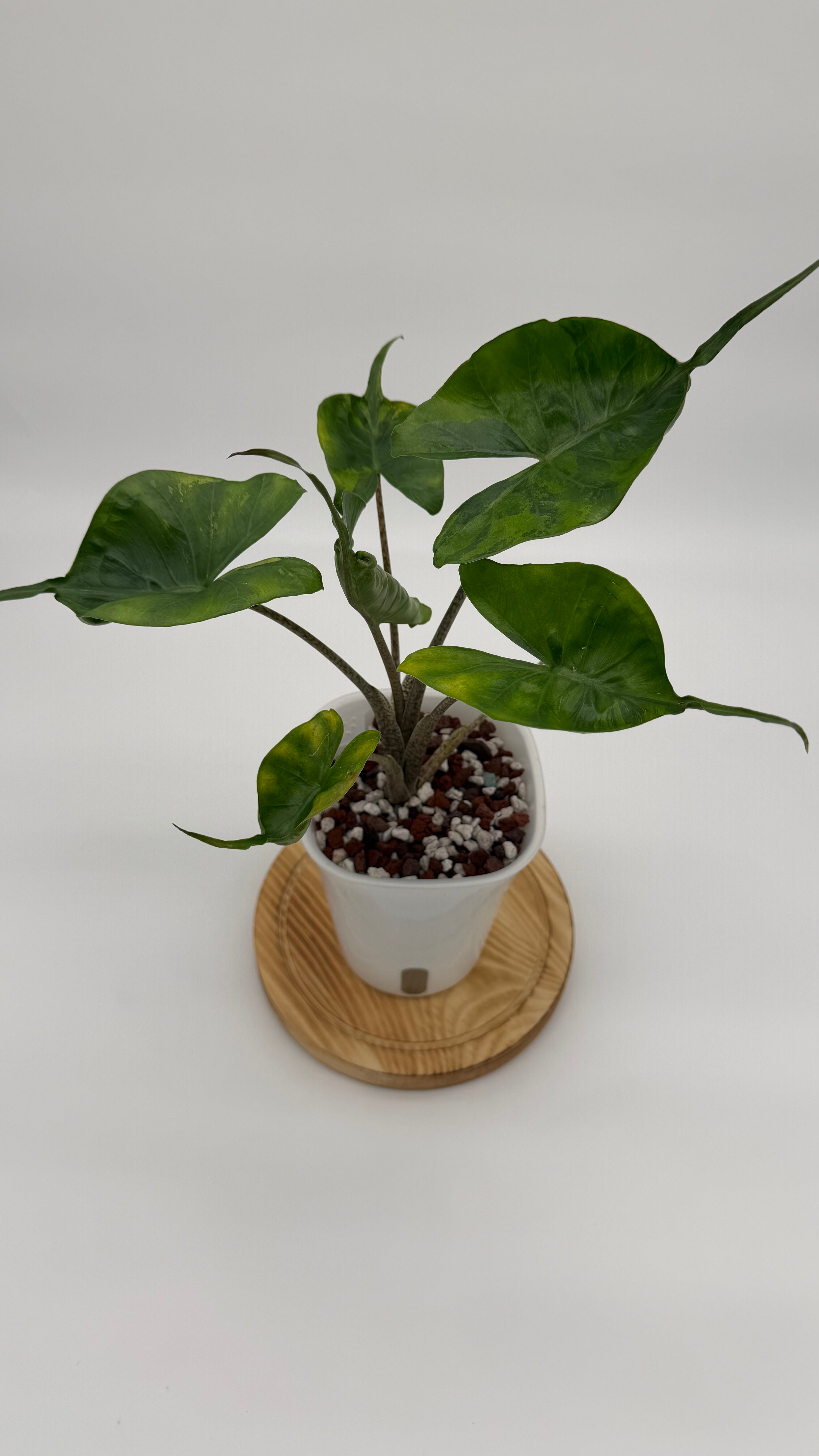 Alocasia Stingray Aurea CORM