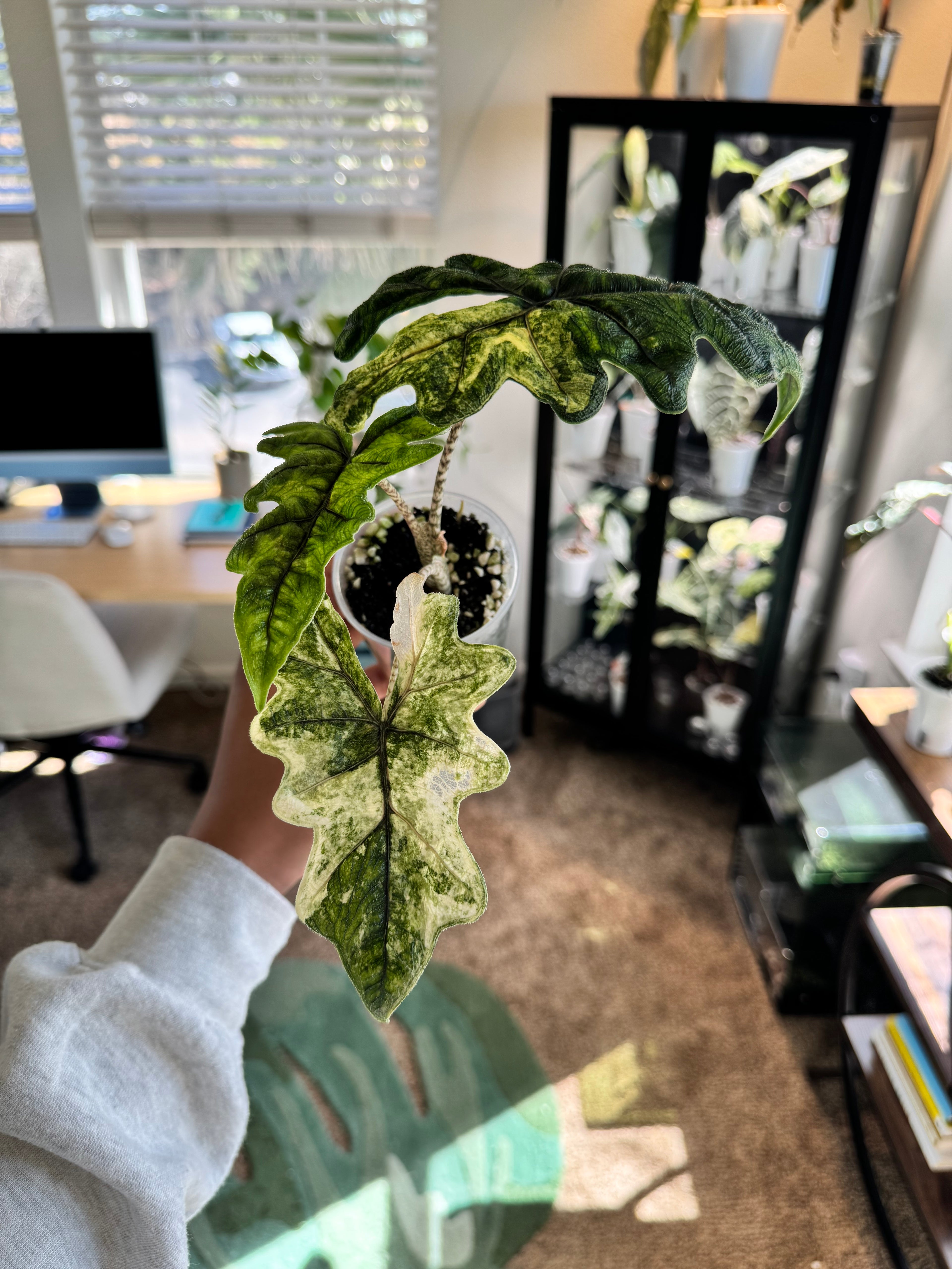Alocasia Mystic Jacklyn (Mason)