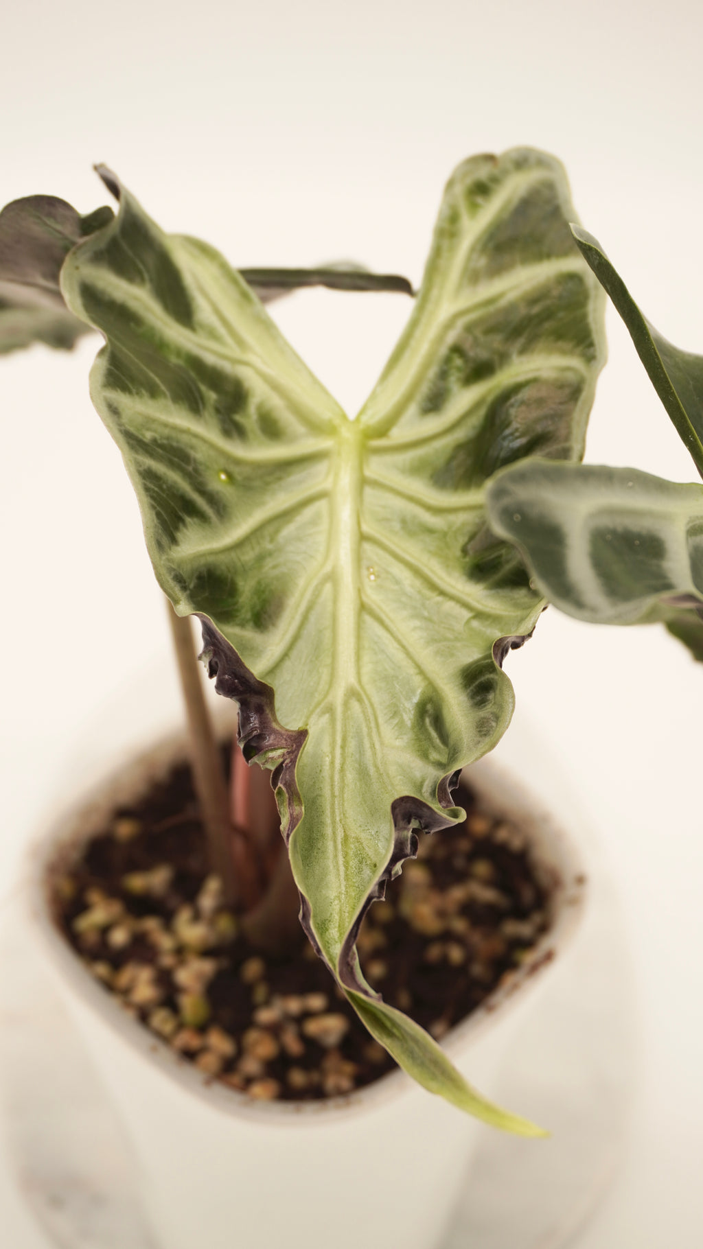 Alocasia loco CORM