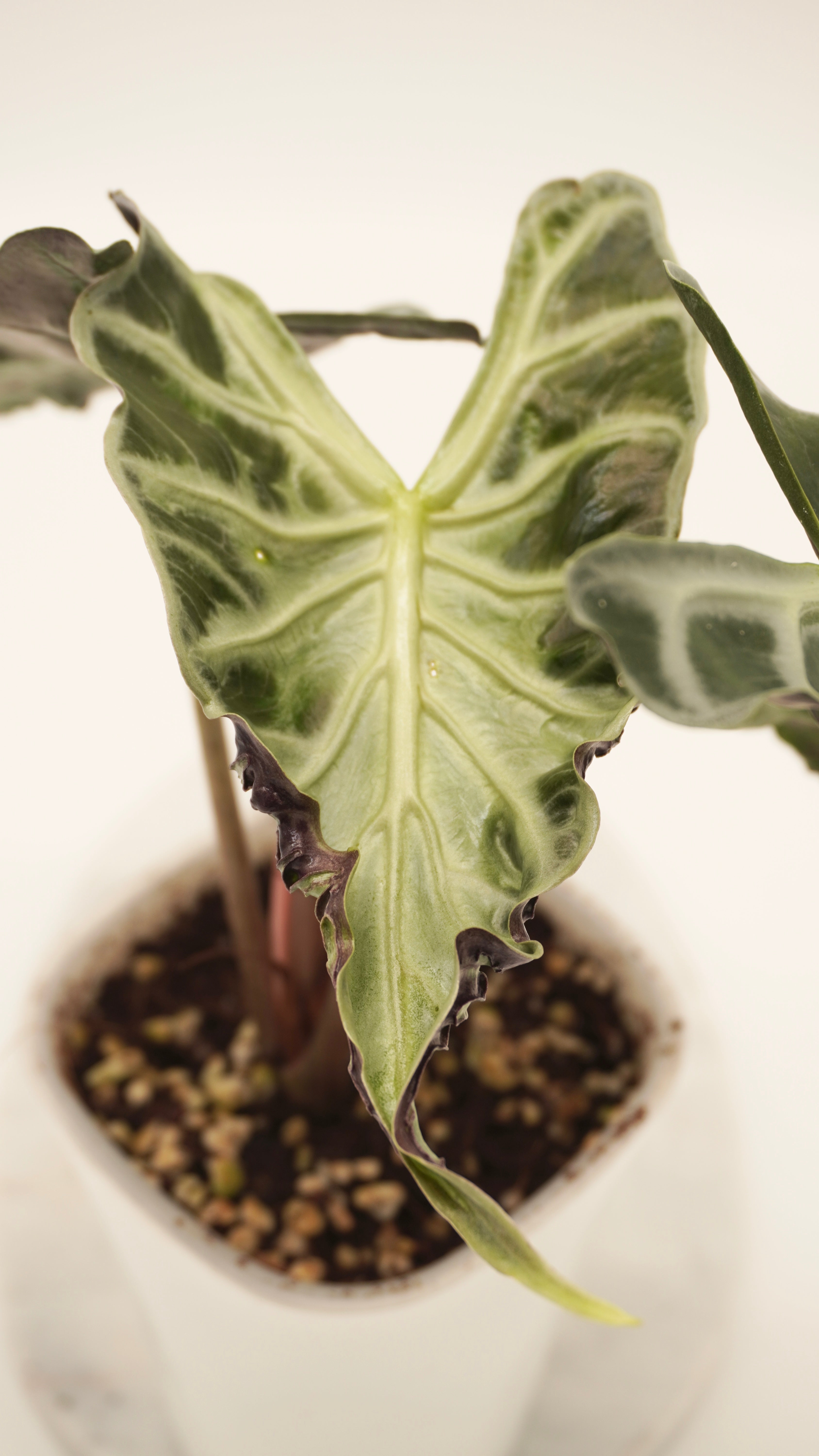 Alocasia loco CORM